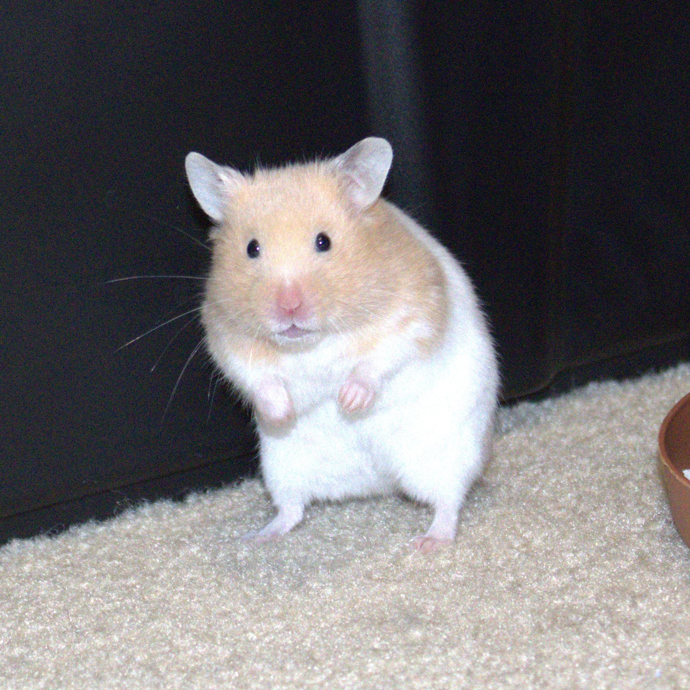 Winnie, a Adoptable Hamster in Olympia, WA image 2/5