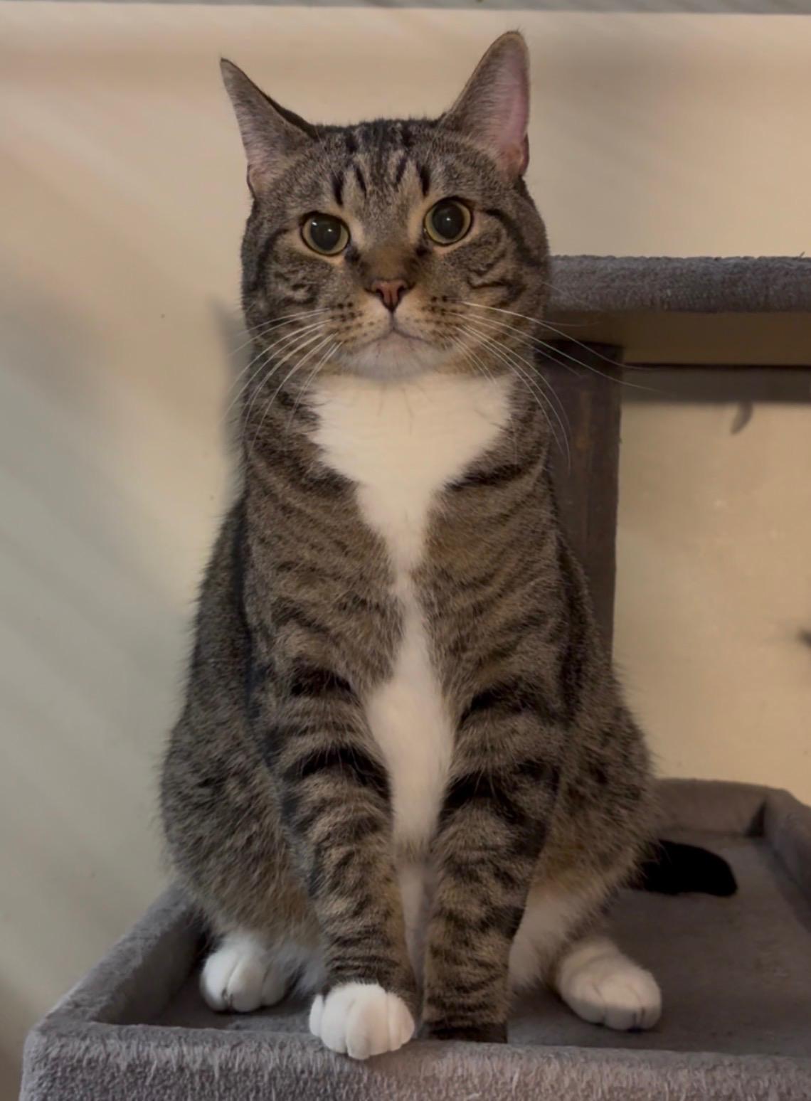 Squirrel, Adoptable, Adult Male Domestic Short Hair.