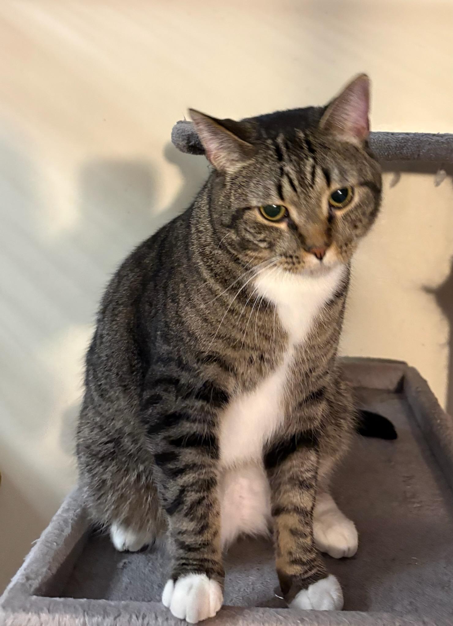Squirrel, a Adoptable Domestic Short Hair in Monticello, IL image 2/3