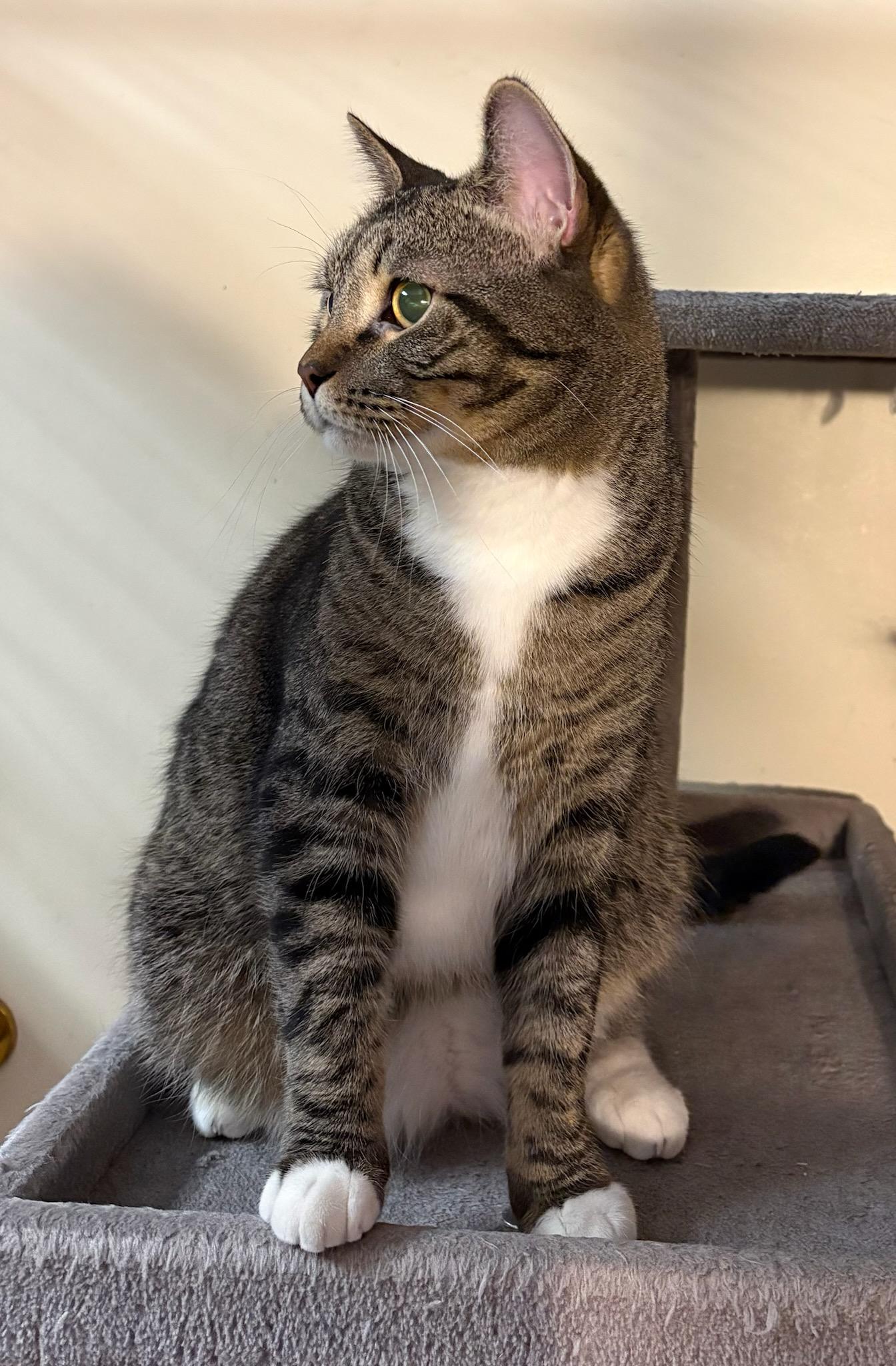 Squirrel, a Adoptable Domestic Short Hair in Monticello, IL image 3/3