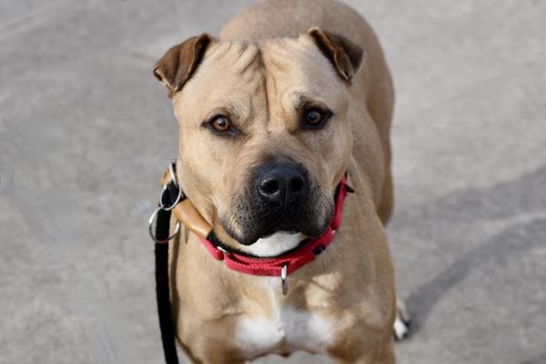 Cookie, a Adoptable mixed breed in Staten Island, NY image 1/4