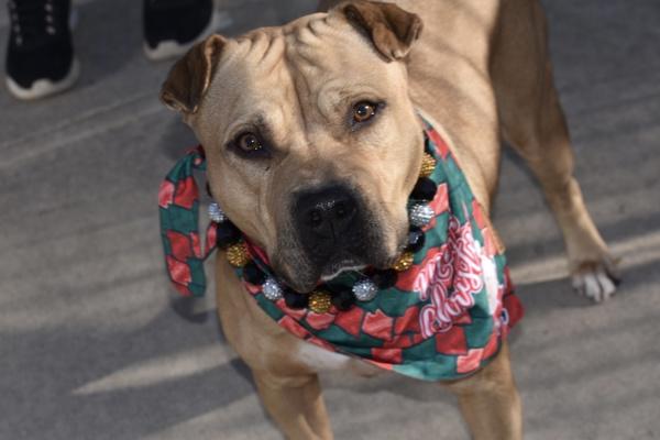 Enlarge Cookie, a Adoptable mixed breed in Staten Island, NY image 2/5