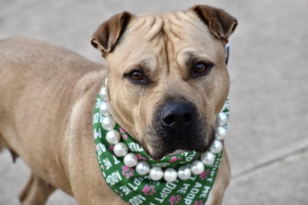 Enlarge Cookie, a Adoptable mixed breed in Staten Island, NY image 3/5