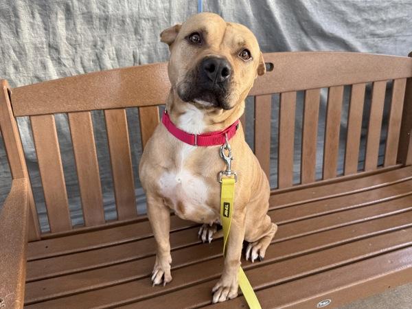 Cookie, a Adoptable mixed breed in Staten Island, NY image 2/4