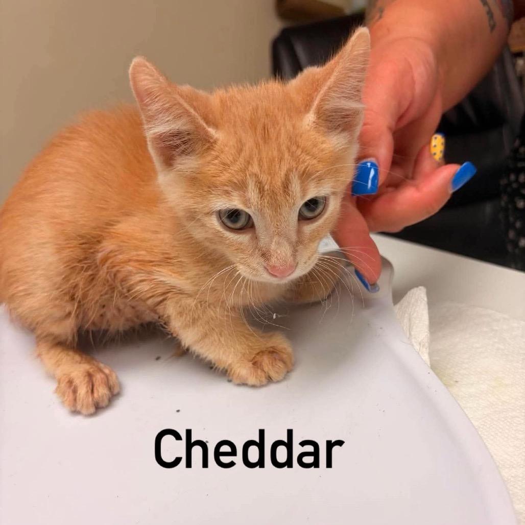 Enlarge Cheddar, a Adoptable Domestic Short Hair in Chillicothe, IL image 1/1