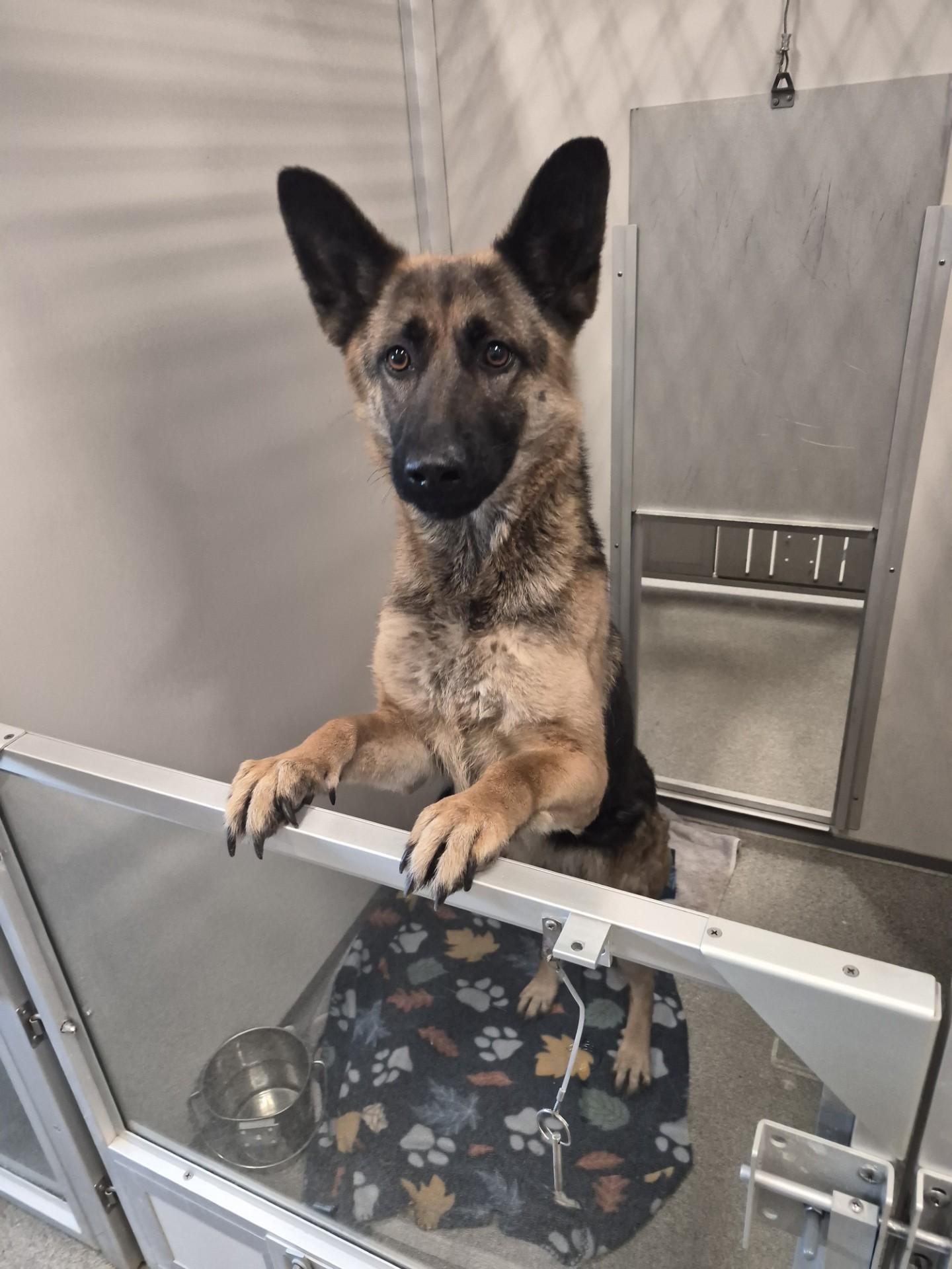 Glinda, adopted, Young Female German Shepherd Dog.