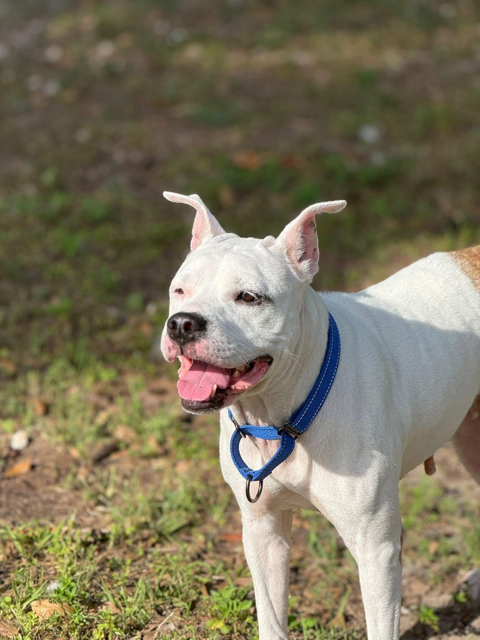 Pam, a Adoptable mixed breed in Tamarac, FL image 2/5