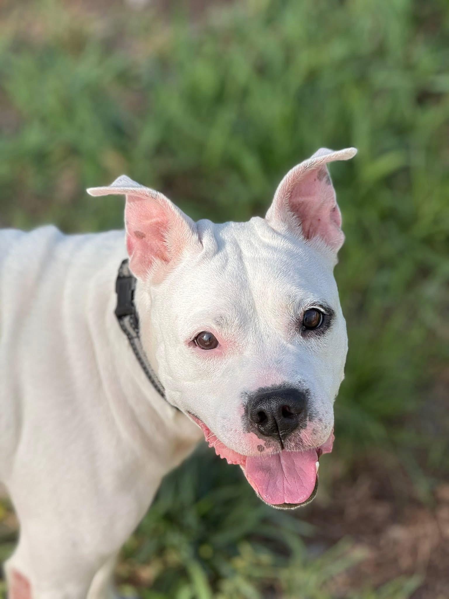 Pam, a Adoptable mixed breed in Tamarac, FL image 3/5