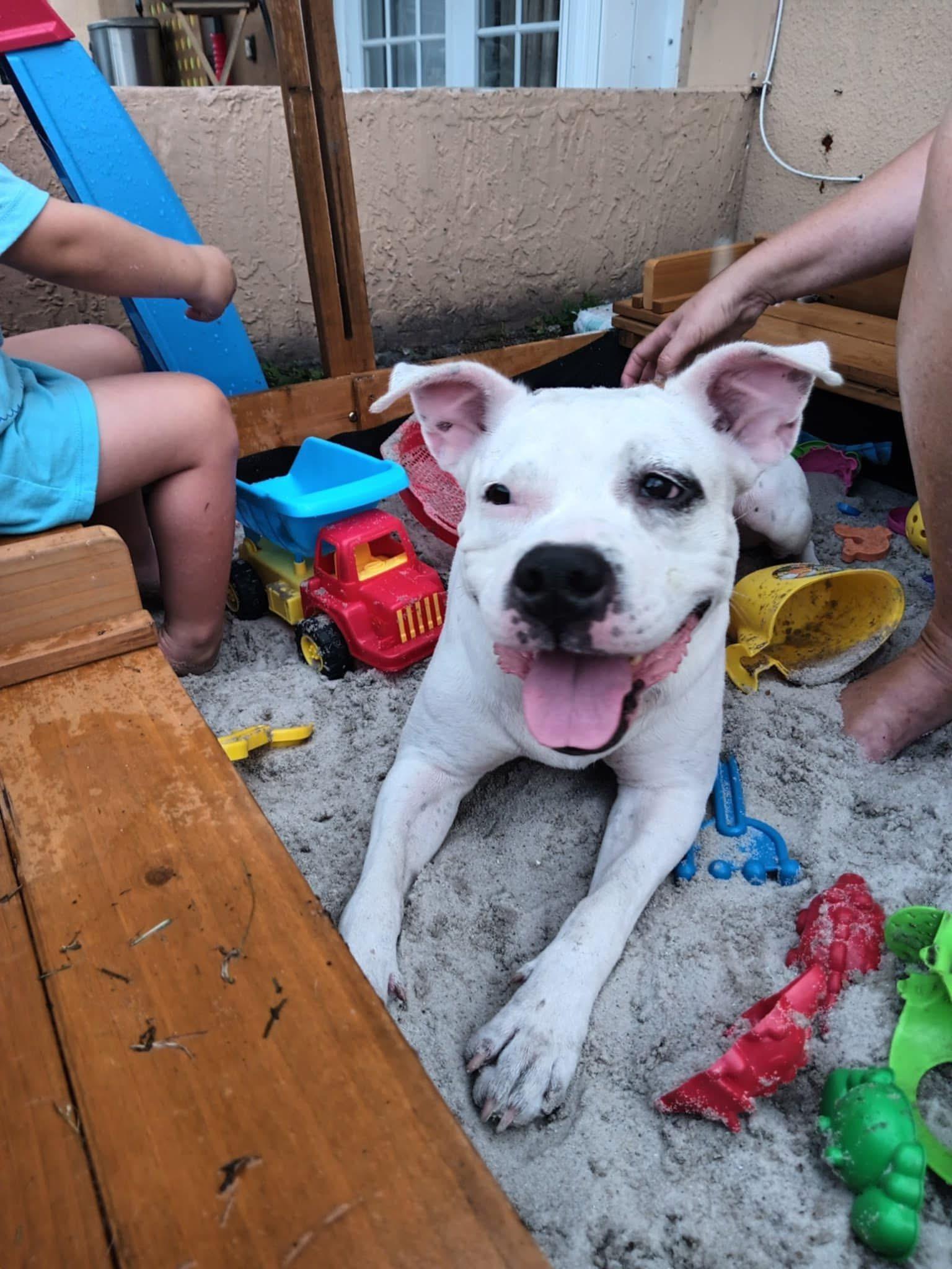 Pam, a Adoptable mixed breed in Tamarac, FL image 4/5