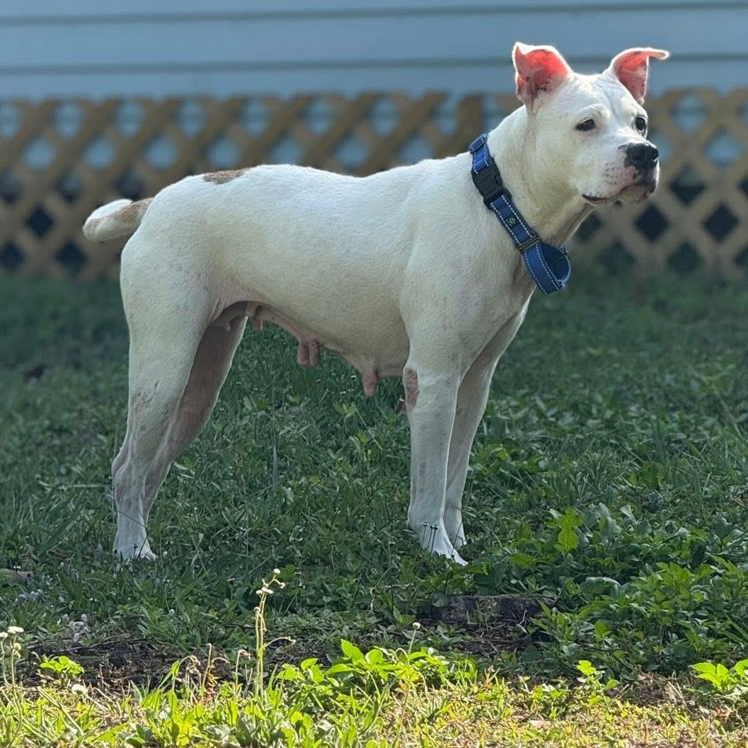 Pam, Adoptable, Adult Female American Bulldog.