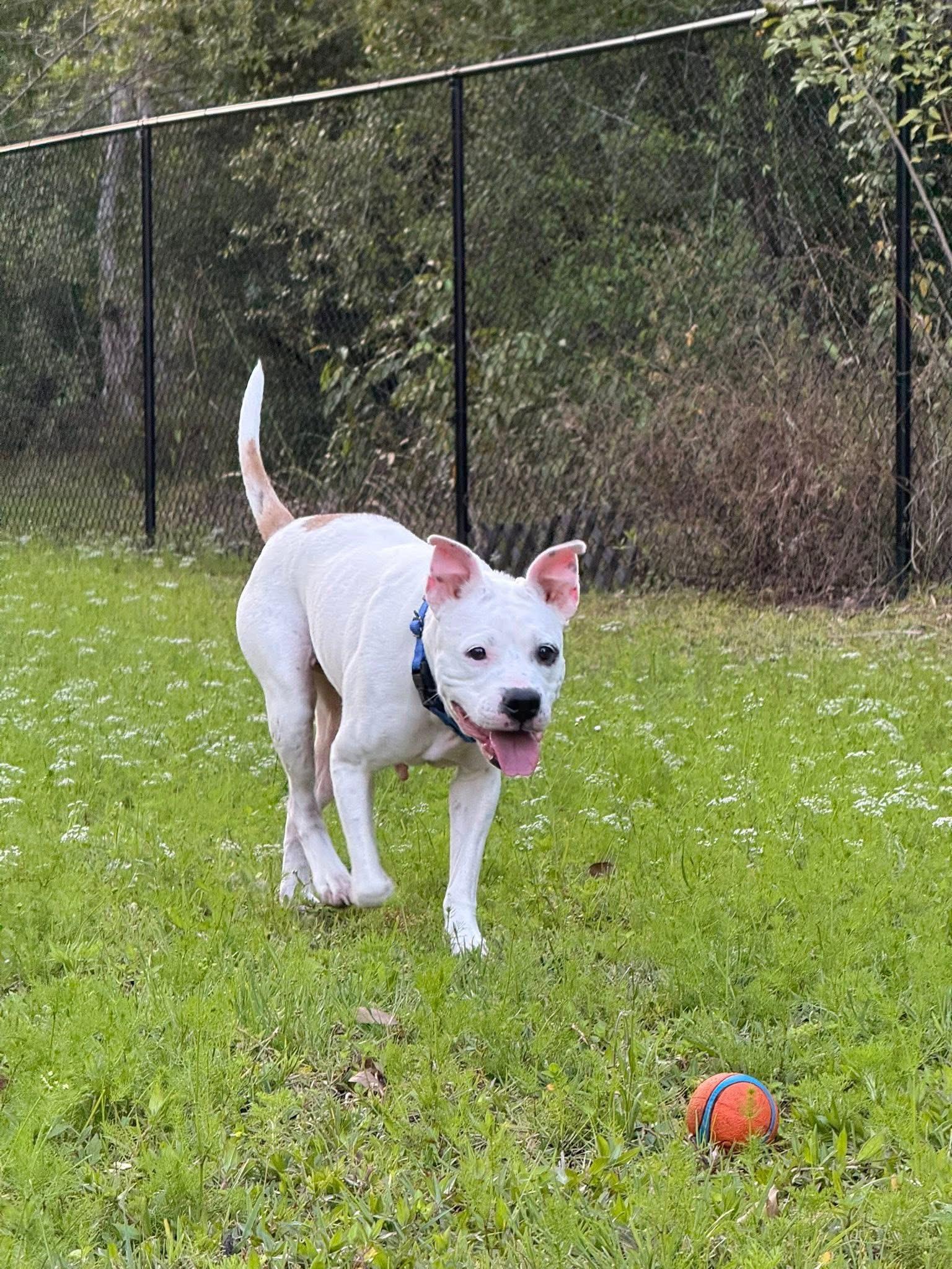 Pam, a Adoptable mixed breed in Tamarac, FL image 5/5