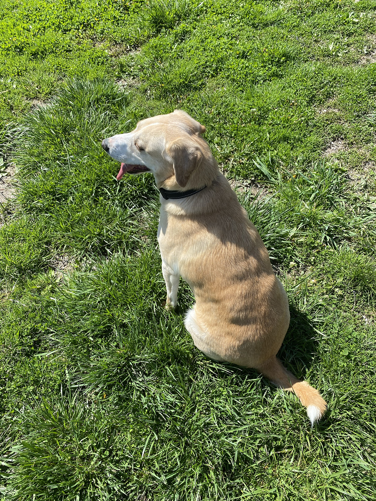 Luther, a Adoptable mixed breed in Indianapolis, IN image 3/6