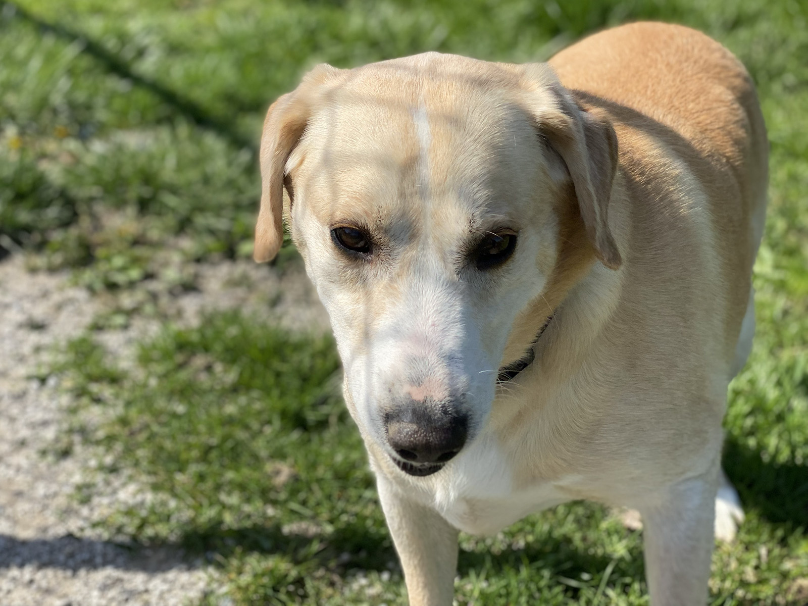 Luther, a Adoptable mixed breed in Indianapolis, IN image 4/6