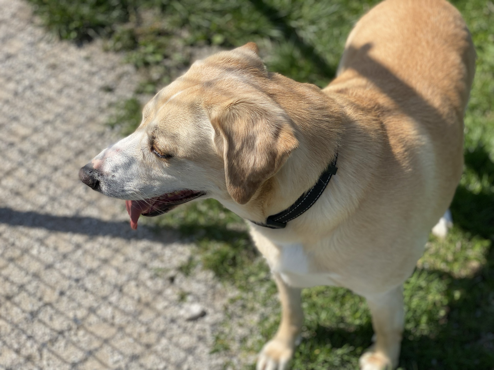 Luther, a Adoptable mixed breed in Indianapolis, IN image 5/6