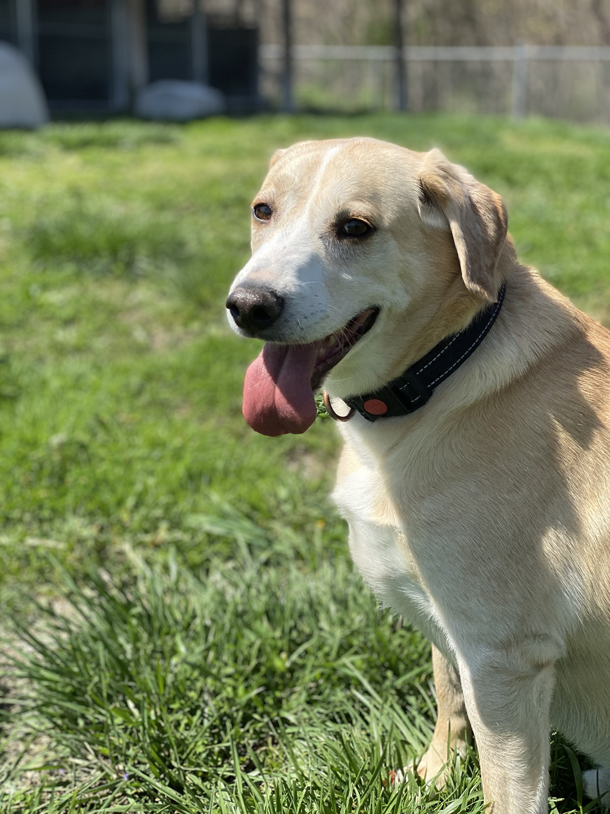 Luther, Adoptable, Adult Male Labrador Retriever.