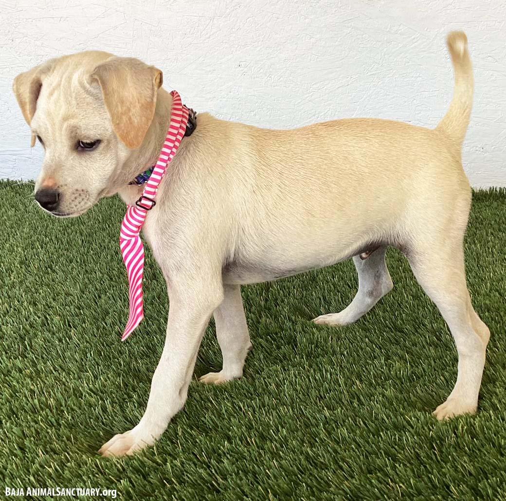 Enlarge Clark, a Adoptable mixed breed in San Diego, CA image 3/3