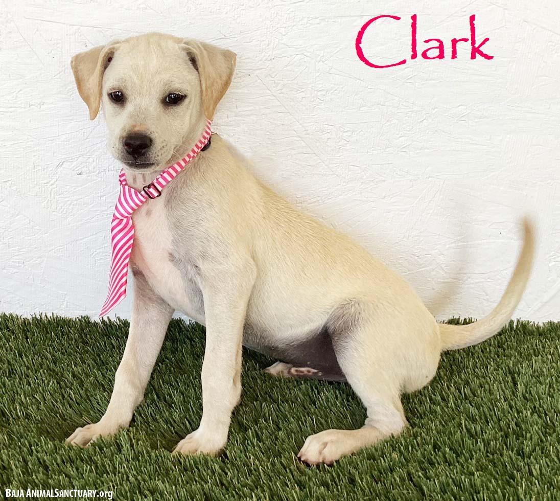 Enlarge Clark, a Adoptable mixed breed in San Diego, CA image 1/3