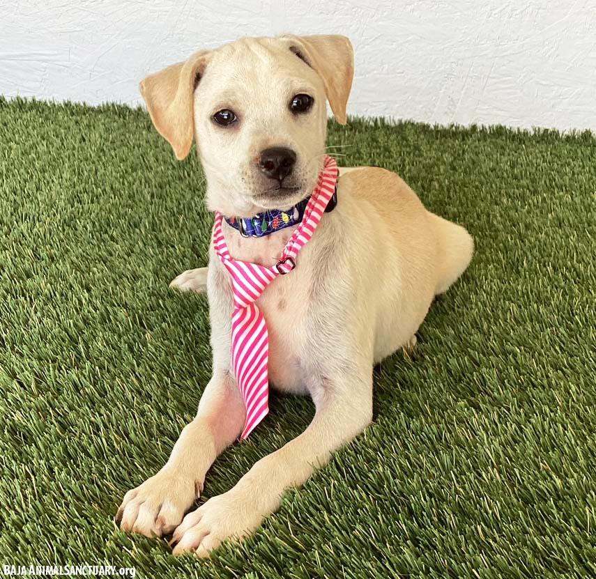 Enlarge Clark, a Adoptable mixed breed in San Diego, CA image 2/3