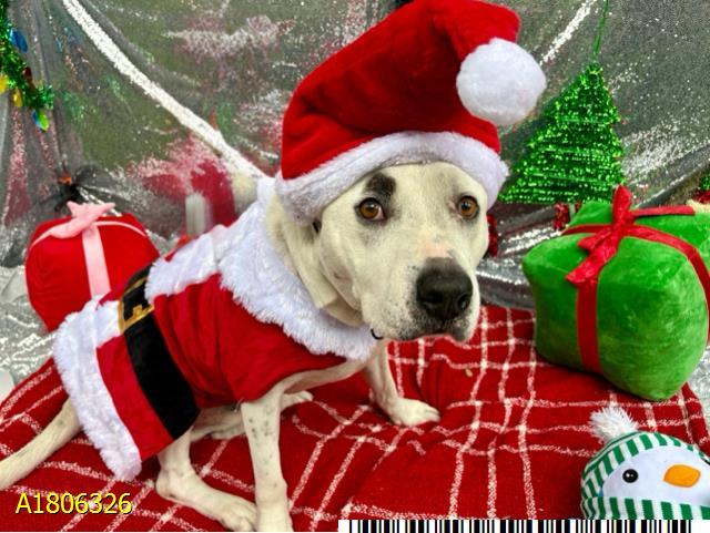 Enlarge MANCHAS, a Adoptable mixed breed in West Palm Beach, FL image 1/1