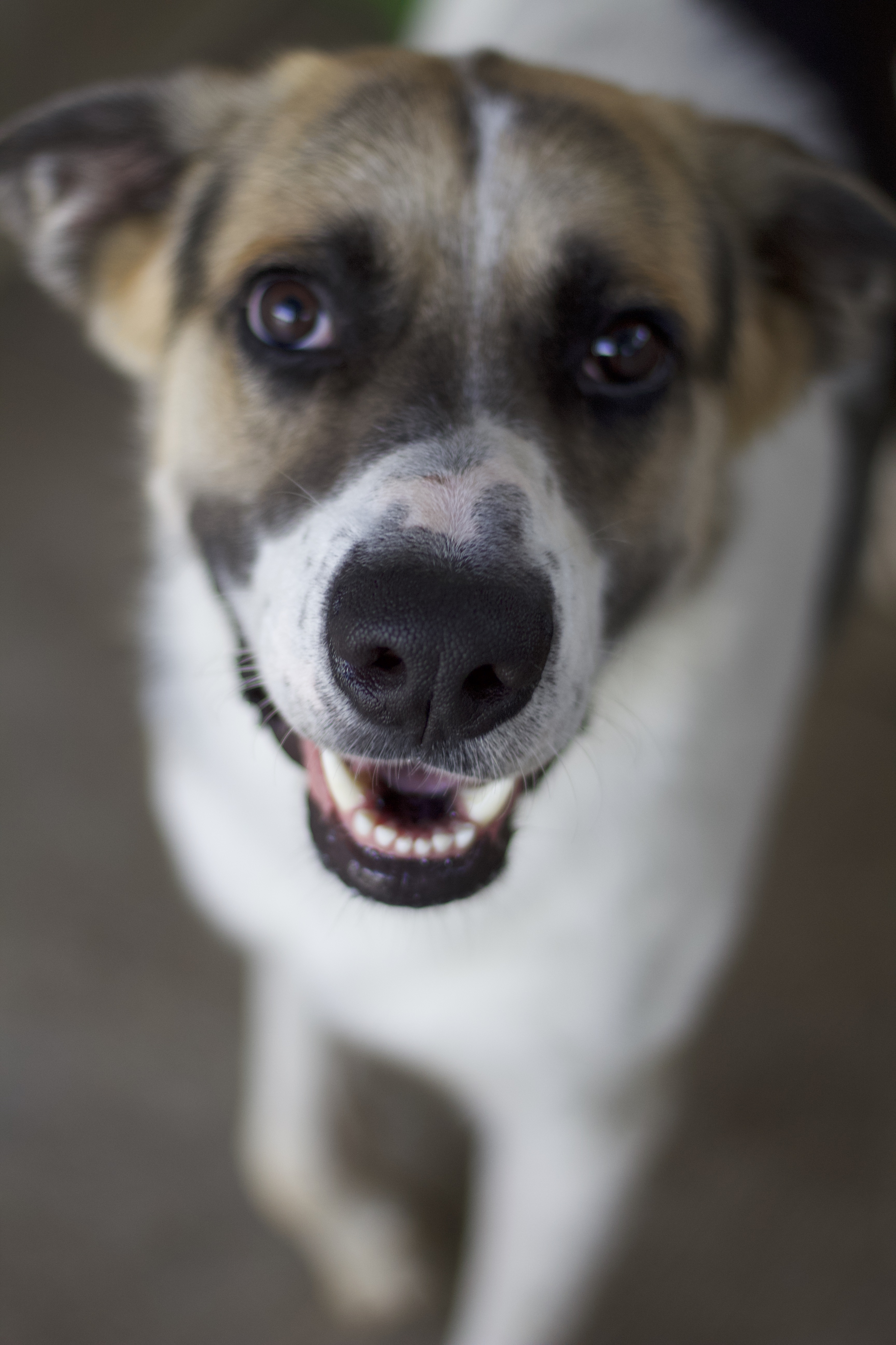 Trampas, a Adoptable Great Pyrenees in Ottumwa, IA image 1/3