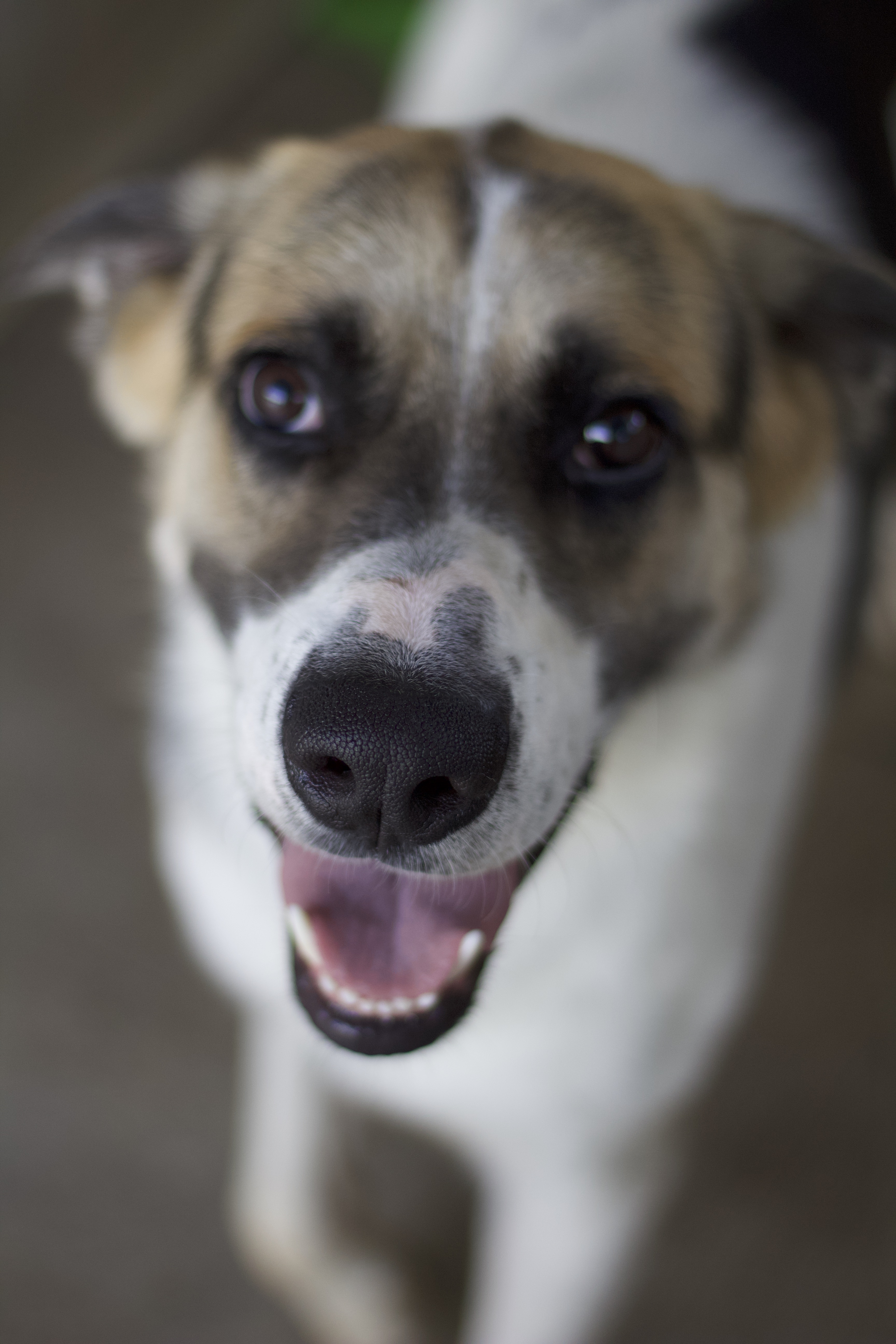 Trampas, a Adoptable Great Pyrenees in Ottumwa, IA image 2/3