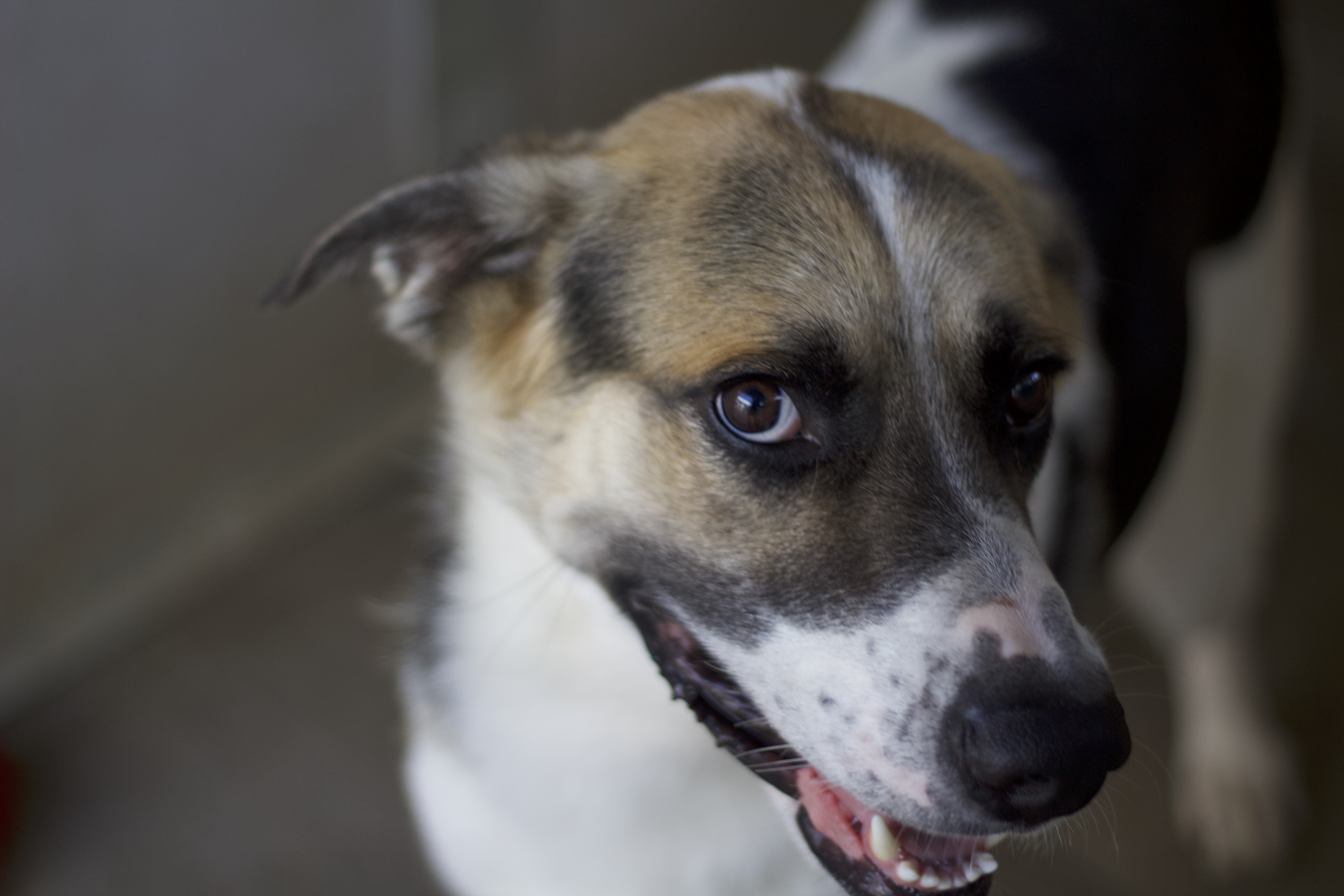 Trampas, a Adoptable Great Pyrenees in Ottumwa, IA image 3/3
