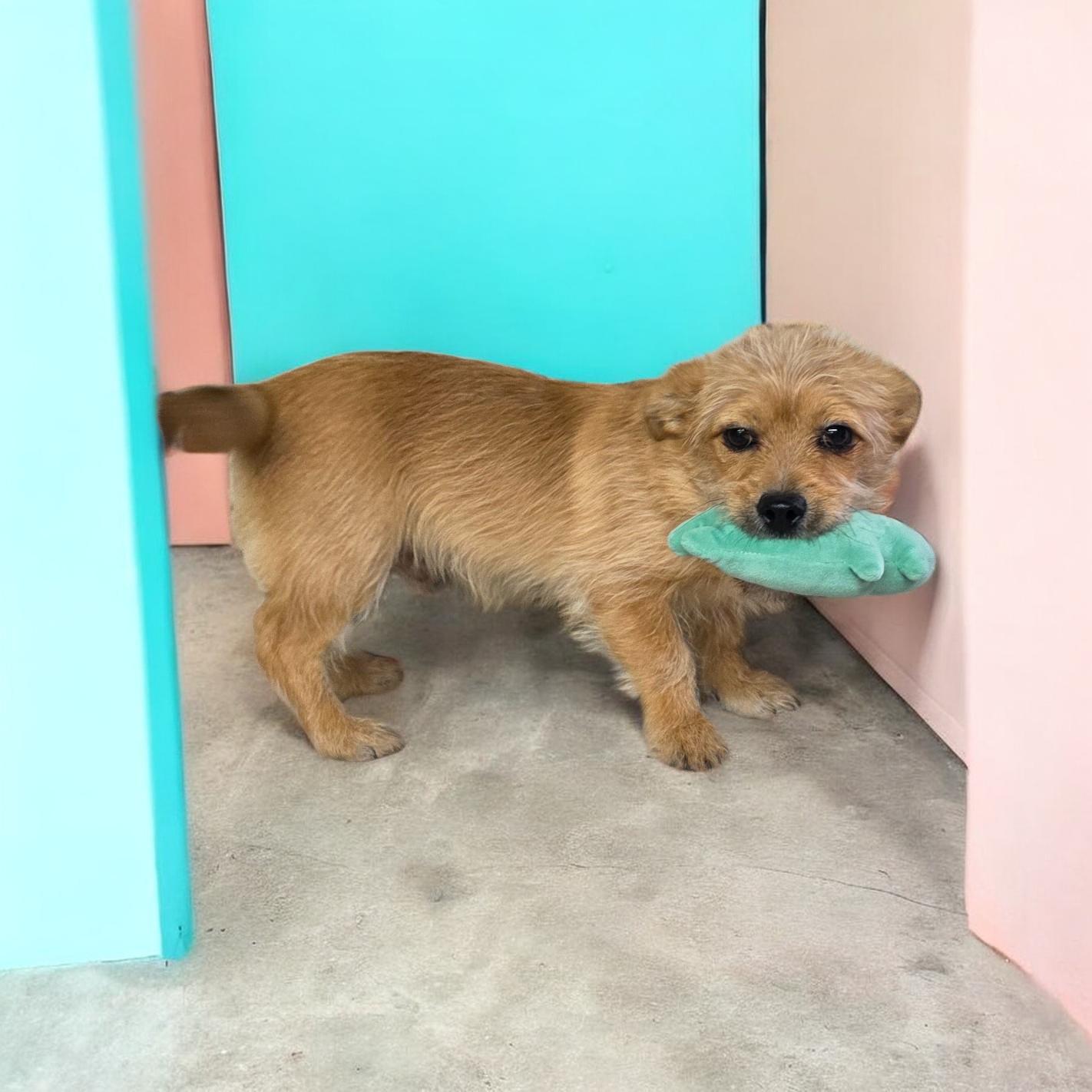 Trent, ADOPTABLE, Puppy Male Jack Russell Terrier & Chihuahua.