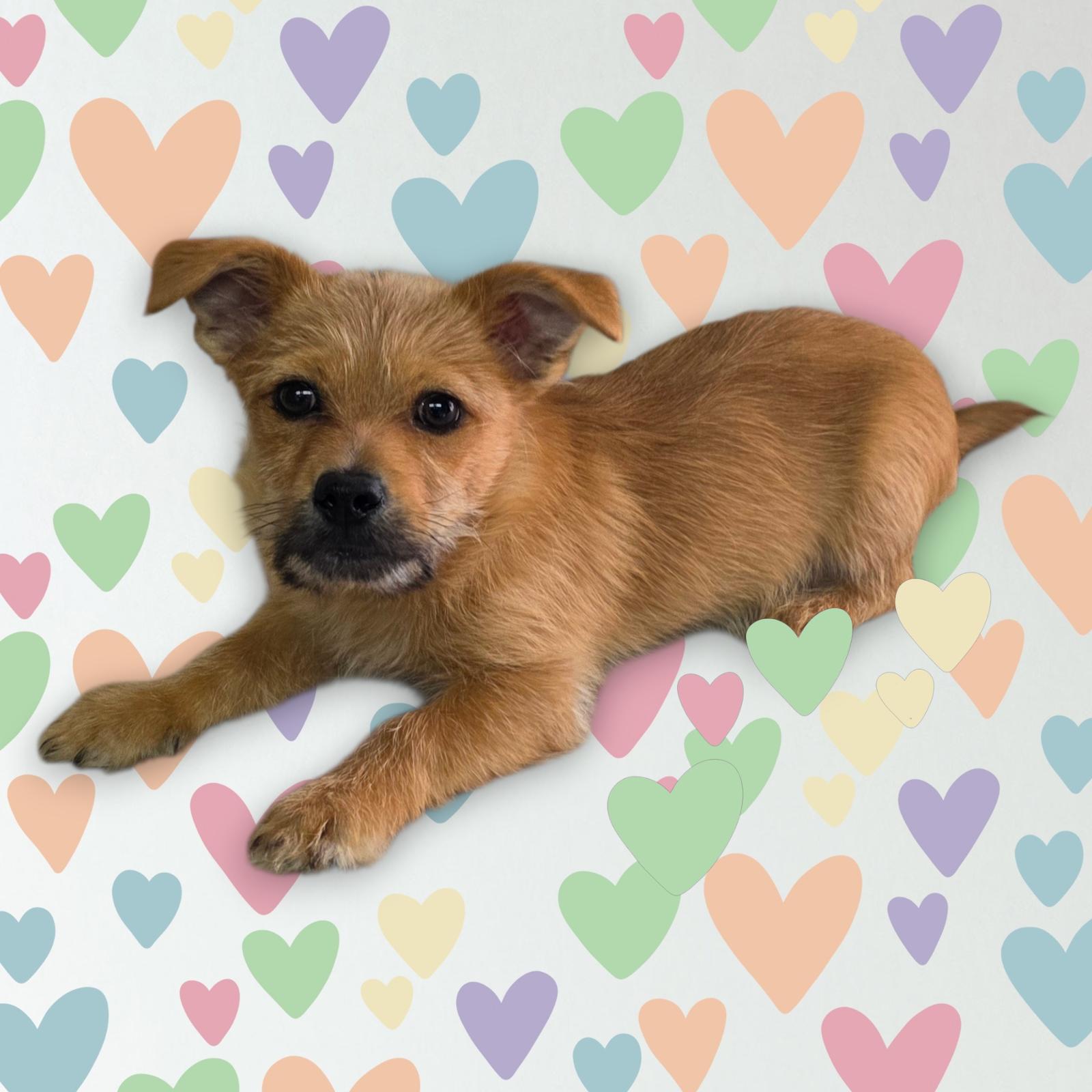 Trent, ADOPTABLE, Puppy Male Chihuahua & Terrier.