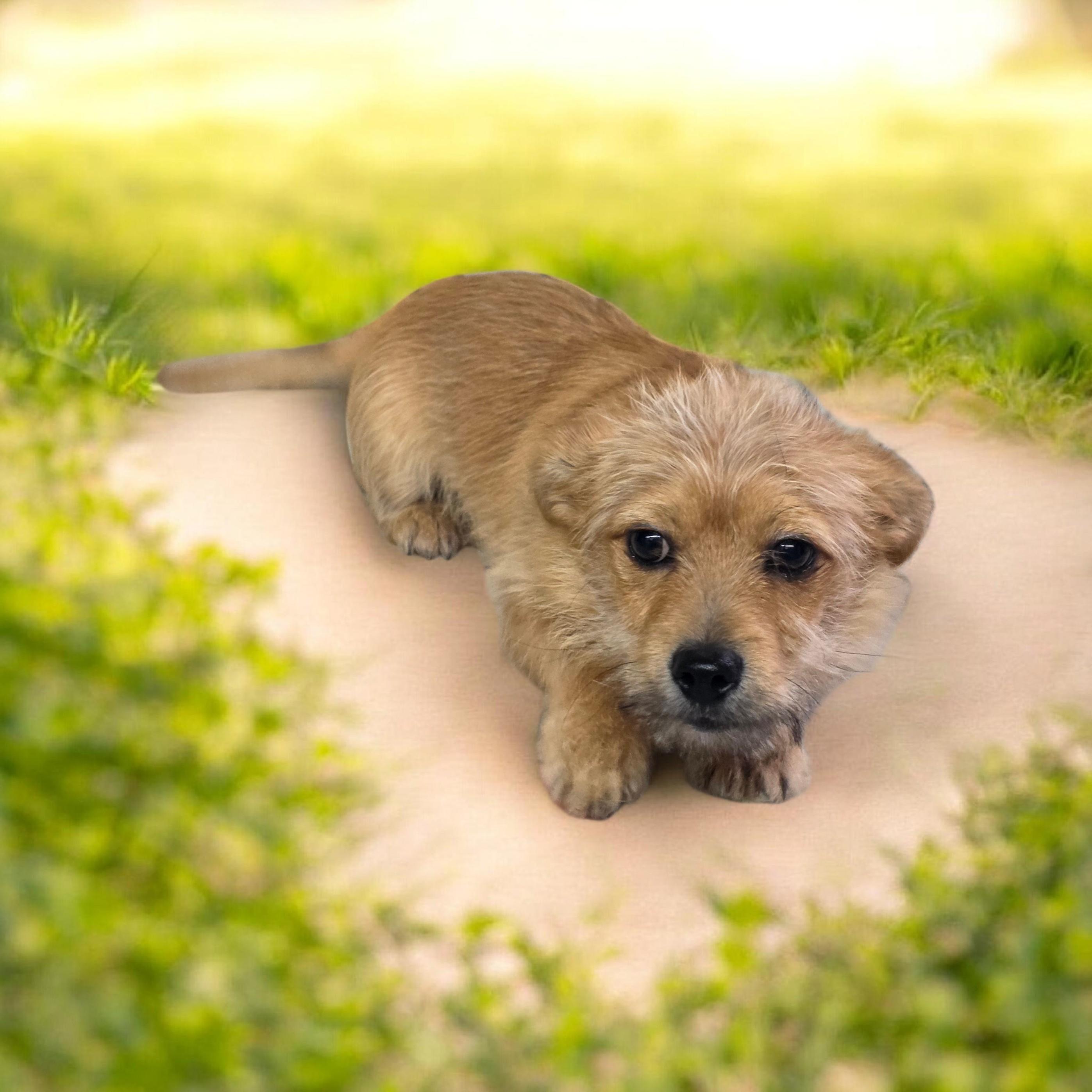 Enlarge Trent, a ADOPTABLE mixed breed in Dallas, GA image 2/2