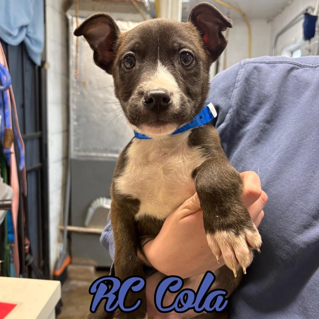 RC Cola, Adoptable, Puppy Male Pit Bull Terrier & Husky.
