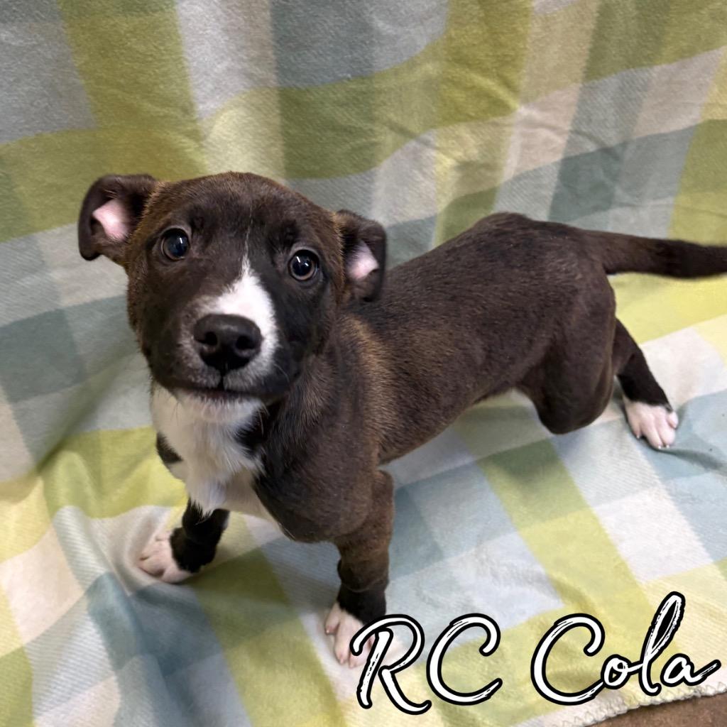 Enlarge RC Cola, a Adoptable mixed breed in Hillsboro, OH image 2/2