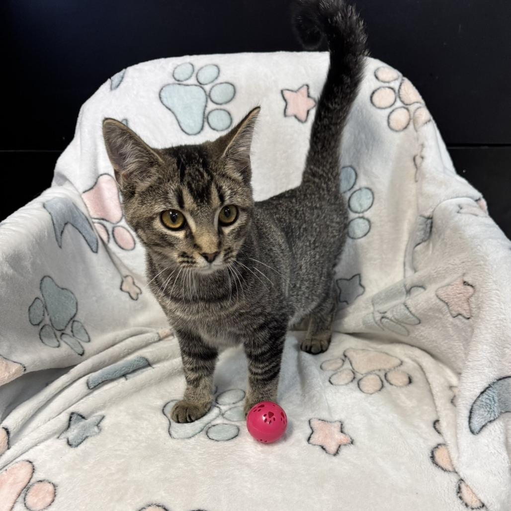 Abby, Adoptable, Young Female Domestic Short Hair.