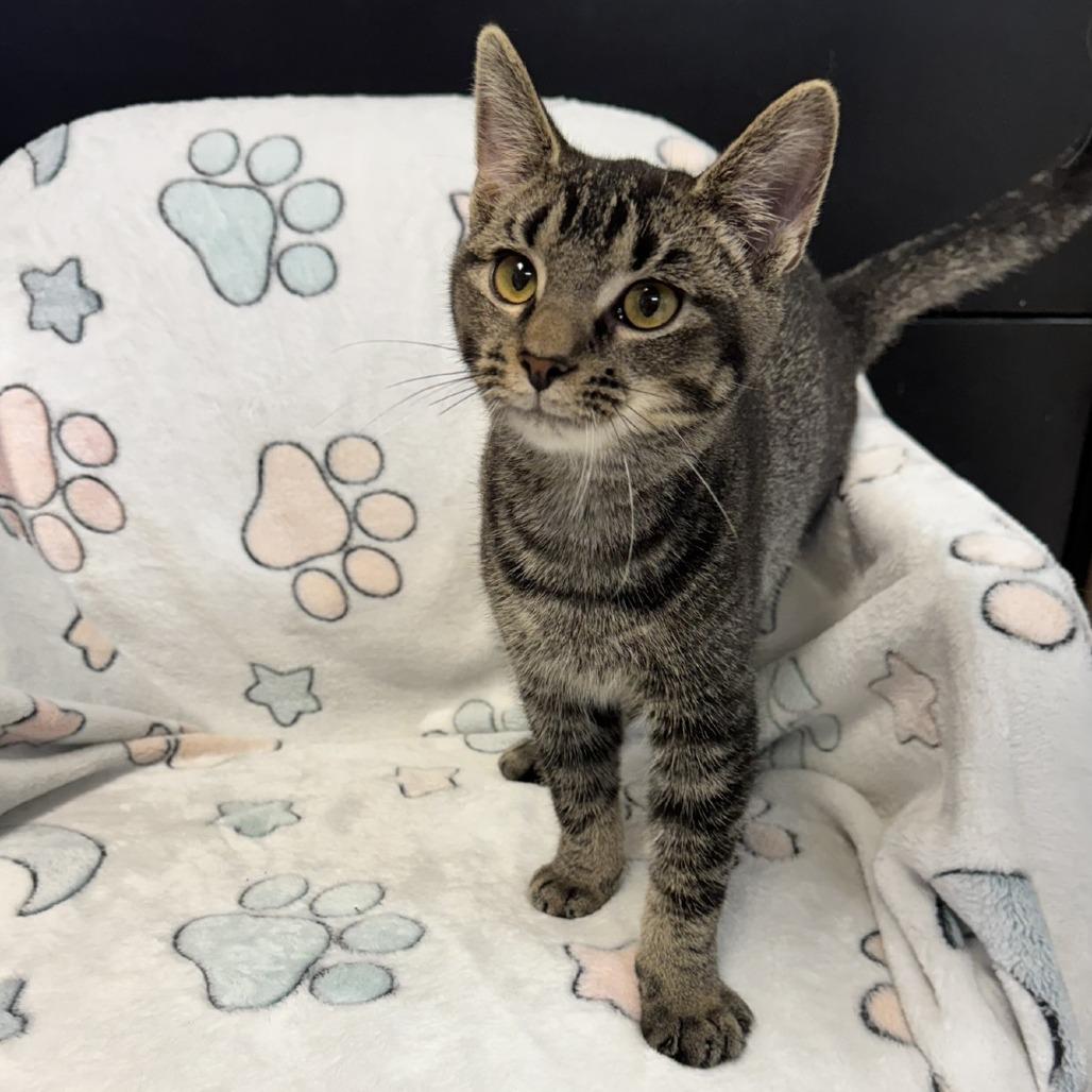 Abby, a Adoptable Domestic Short Hair in Kittanning, PA image 2/5