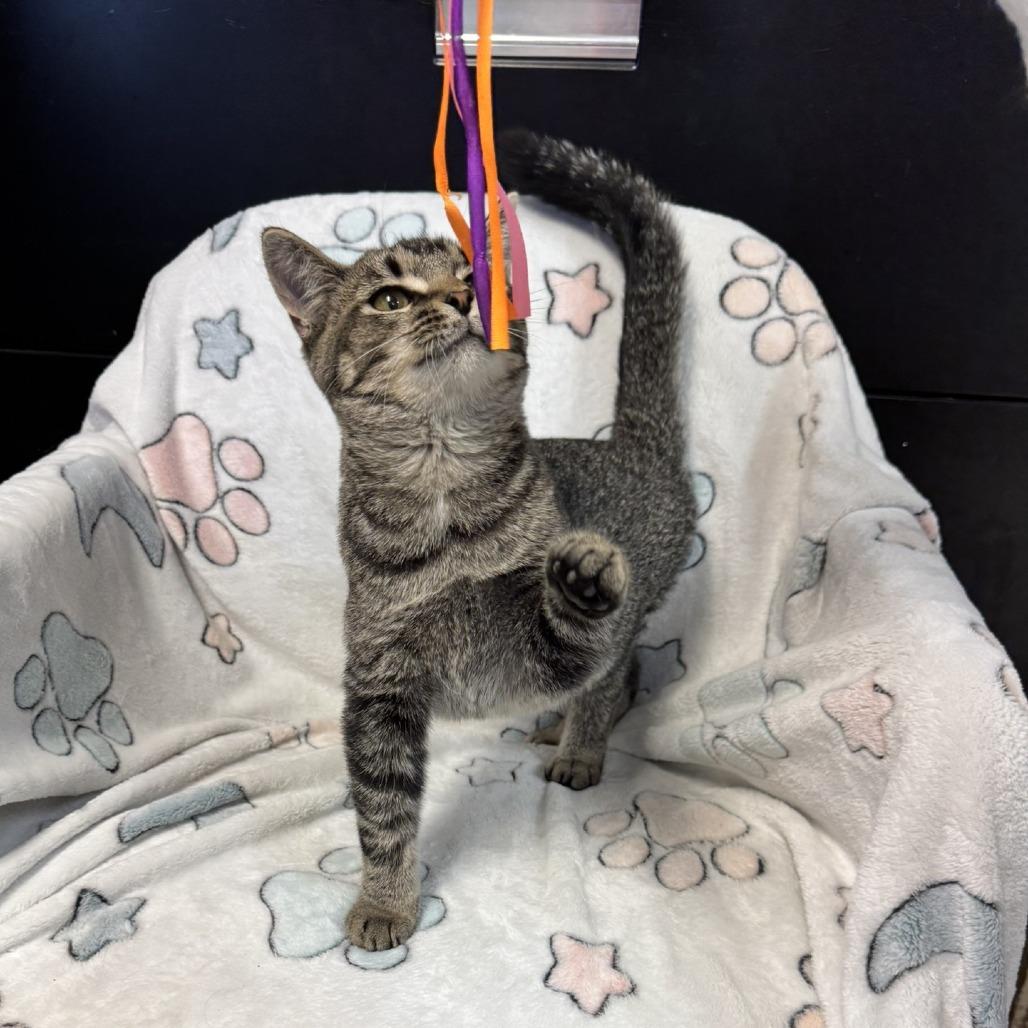 Abby, a Adoptable Domestic Short Hair in Kittanning, PA image 3/5