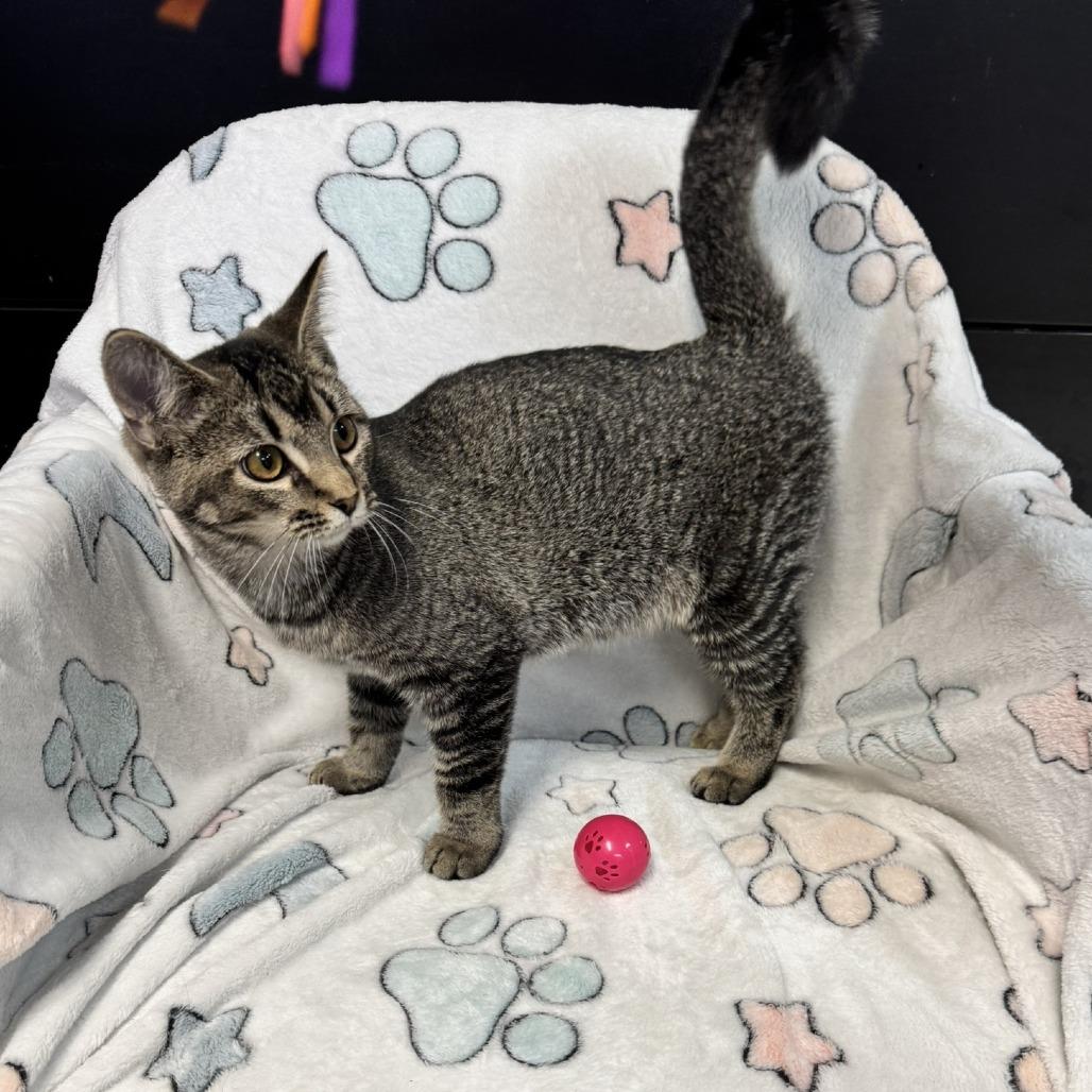 Abby, a Adoptable Domestic Short Hair in Kittanning, PA image 4/5