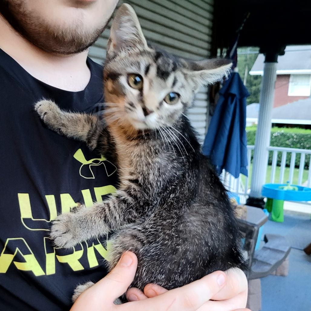 Abby, a Adoptable Domestic Short Hair in Kittanning, PA image 5/5