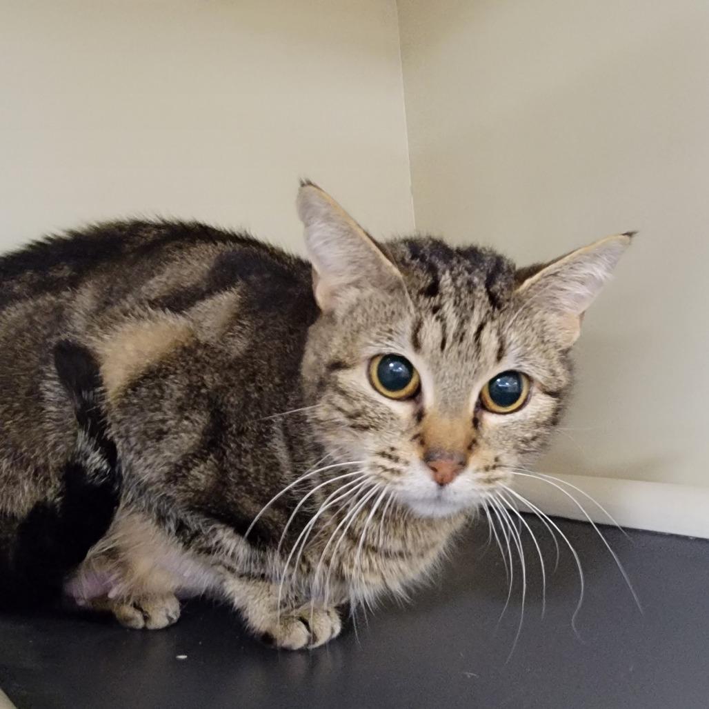Enlarge Katherine, a Adoptable Domestic Short Hair in Spanish Fork, UT image 1/1
