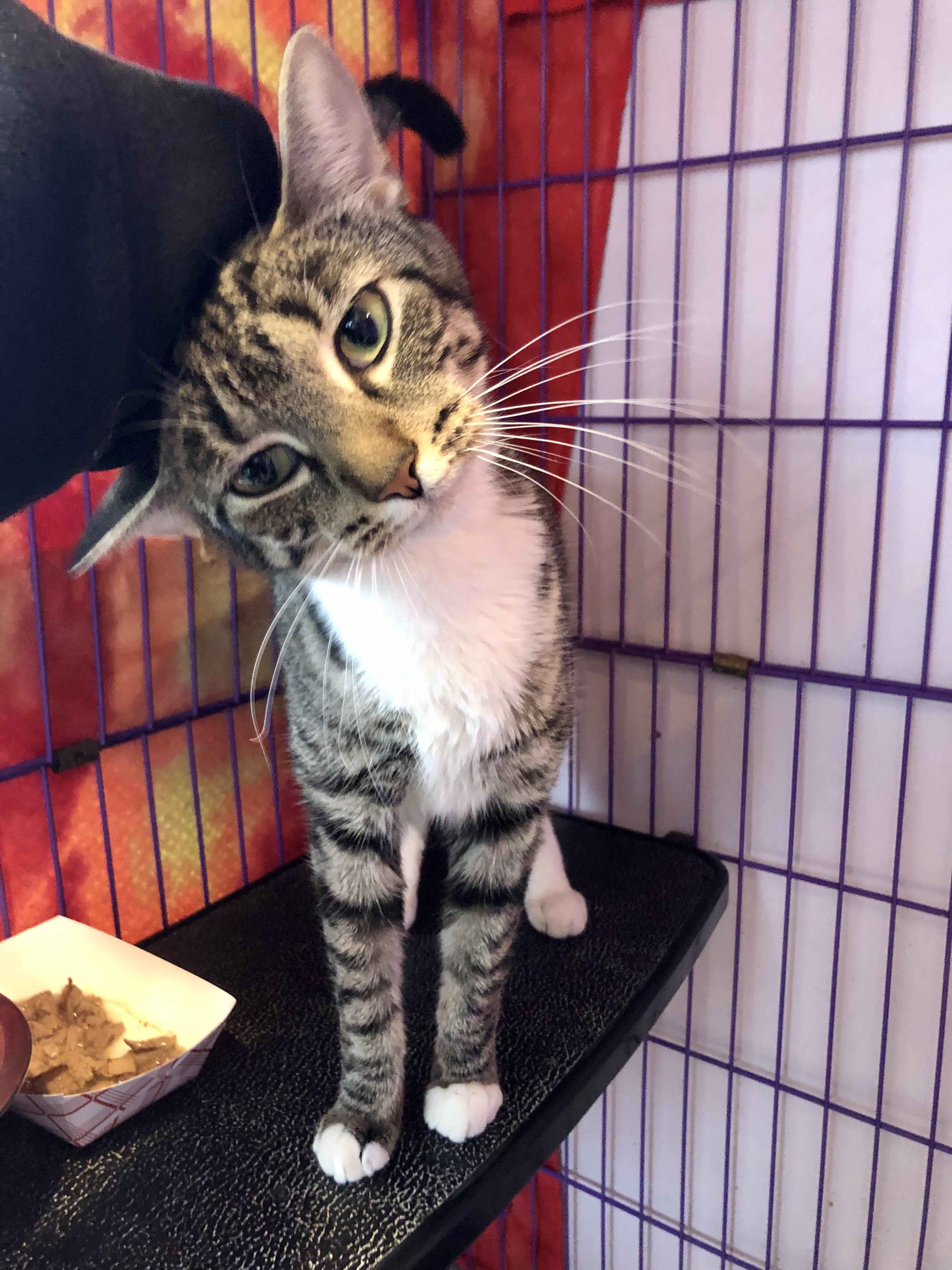 Enlarge Chrysalis , a ADOPTABLE Domestic Short Hair in Salisbury, MA image 4/4