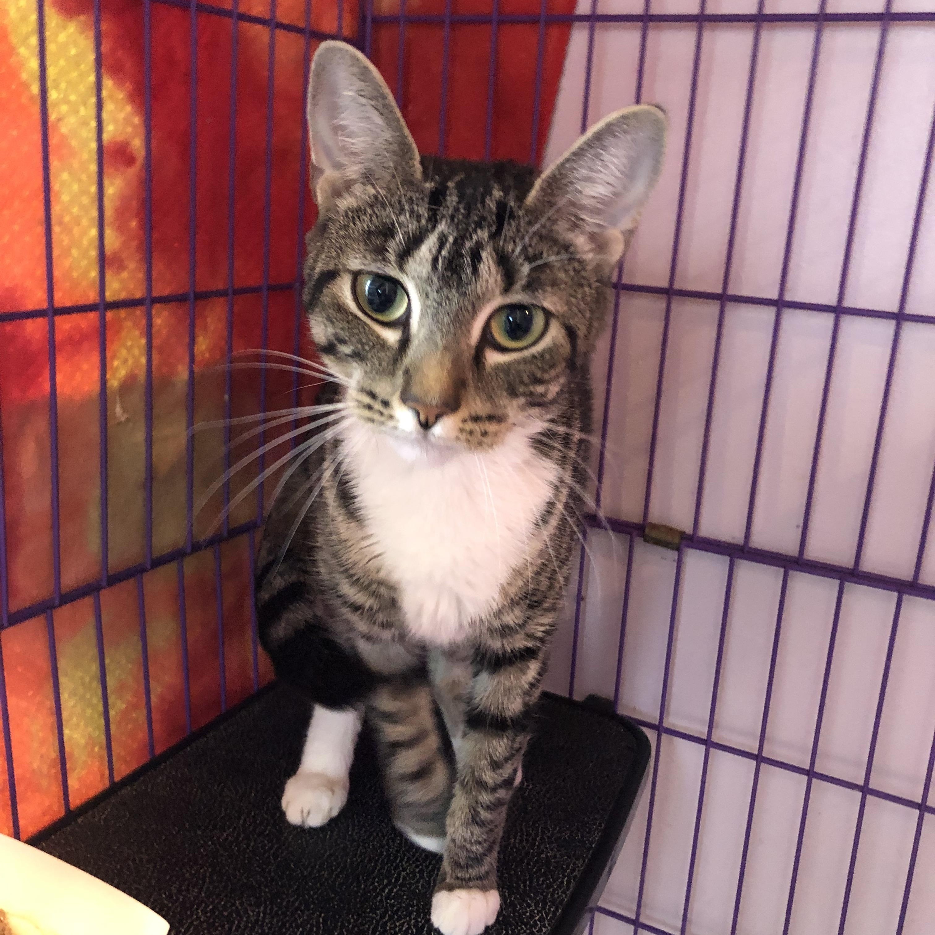 Enlarge Chrysalis , a ADOPTABLE Domestic Short Hair in Salisbury, MA image 2/4