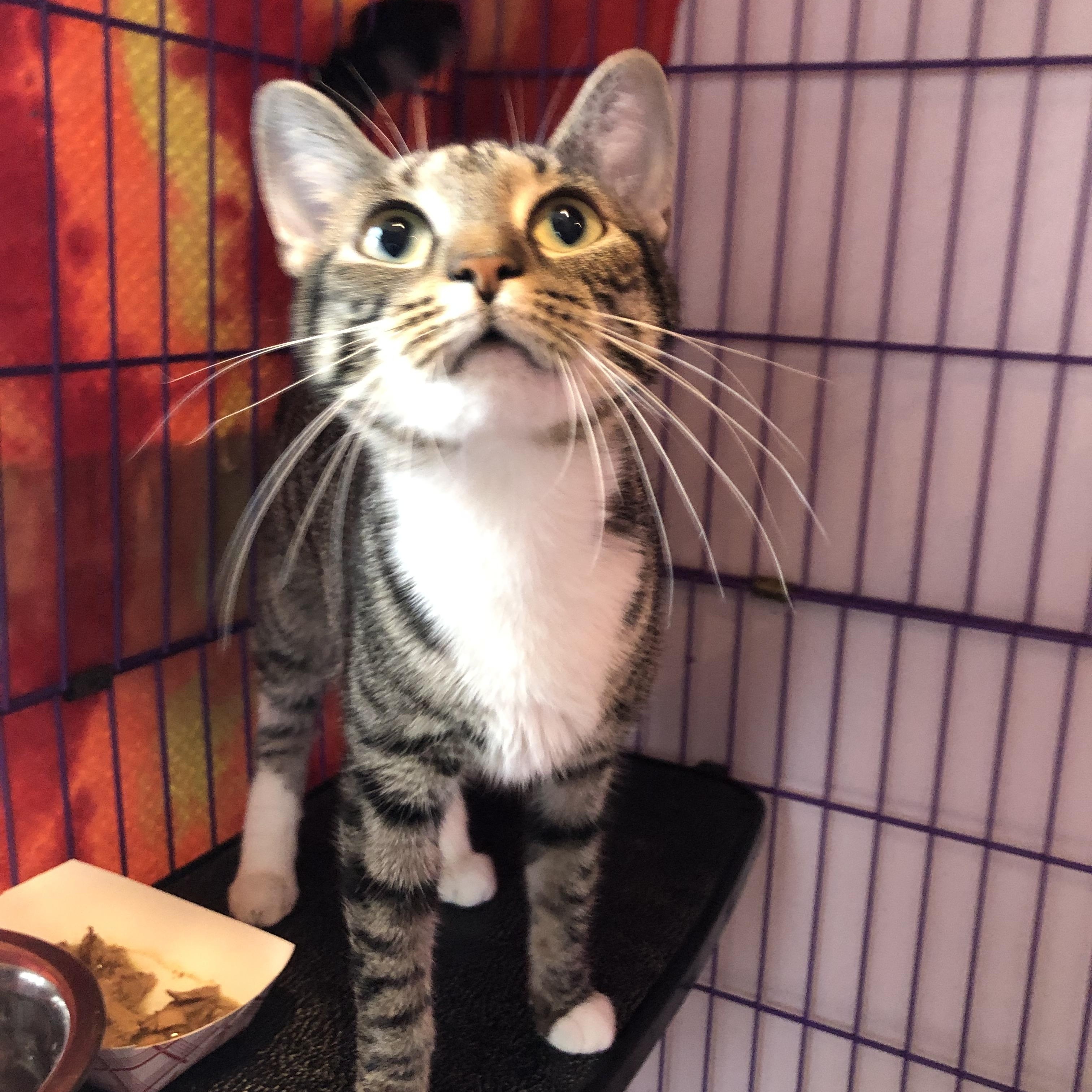 Chrysalis , ADOPTABLE, Adult Female Domestic Short Hair.