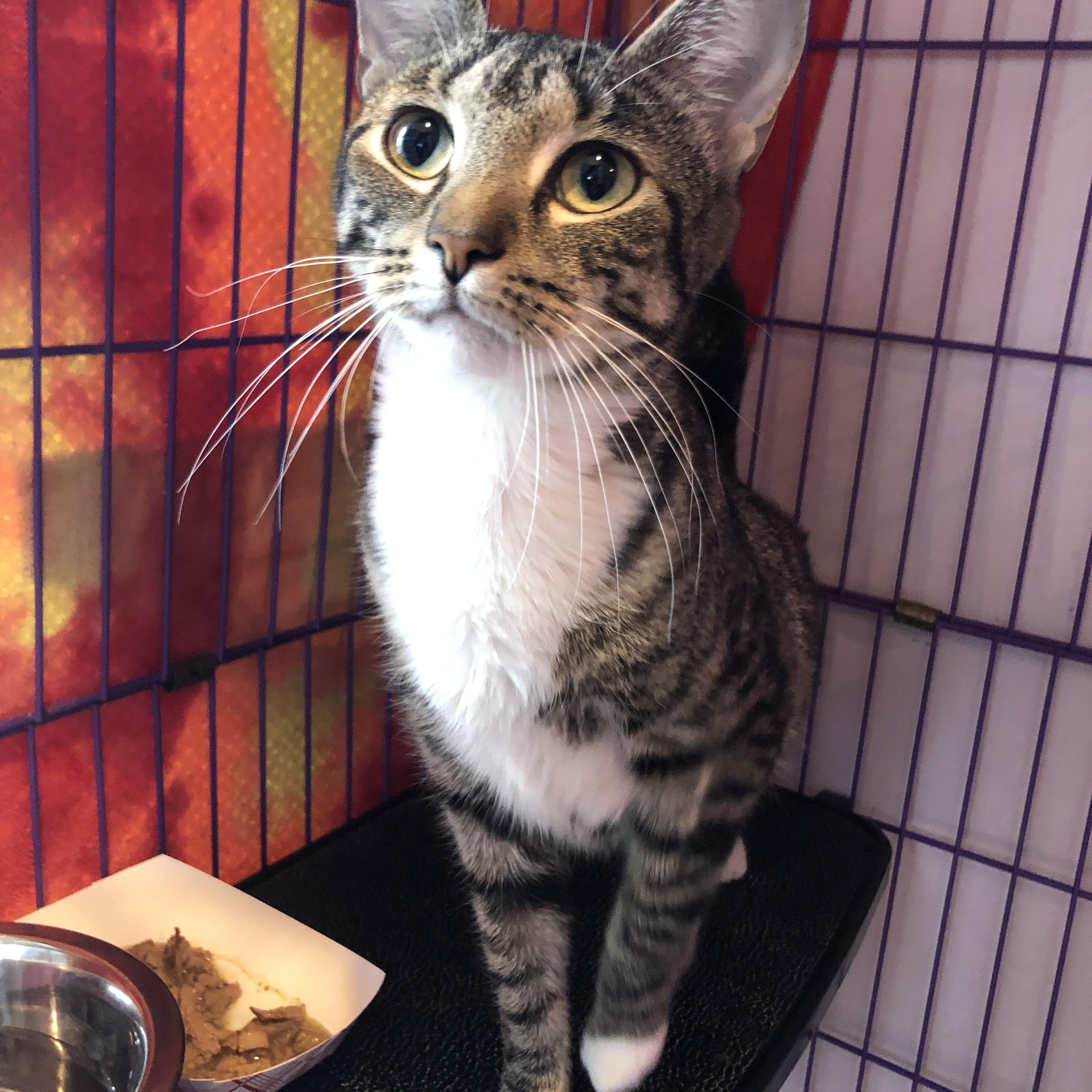 Enlarge Chrysalis , a ADOPTABLE Domestic Short Hair in Salisbury, MA image 3/4