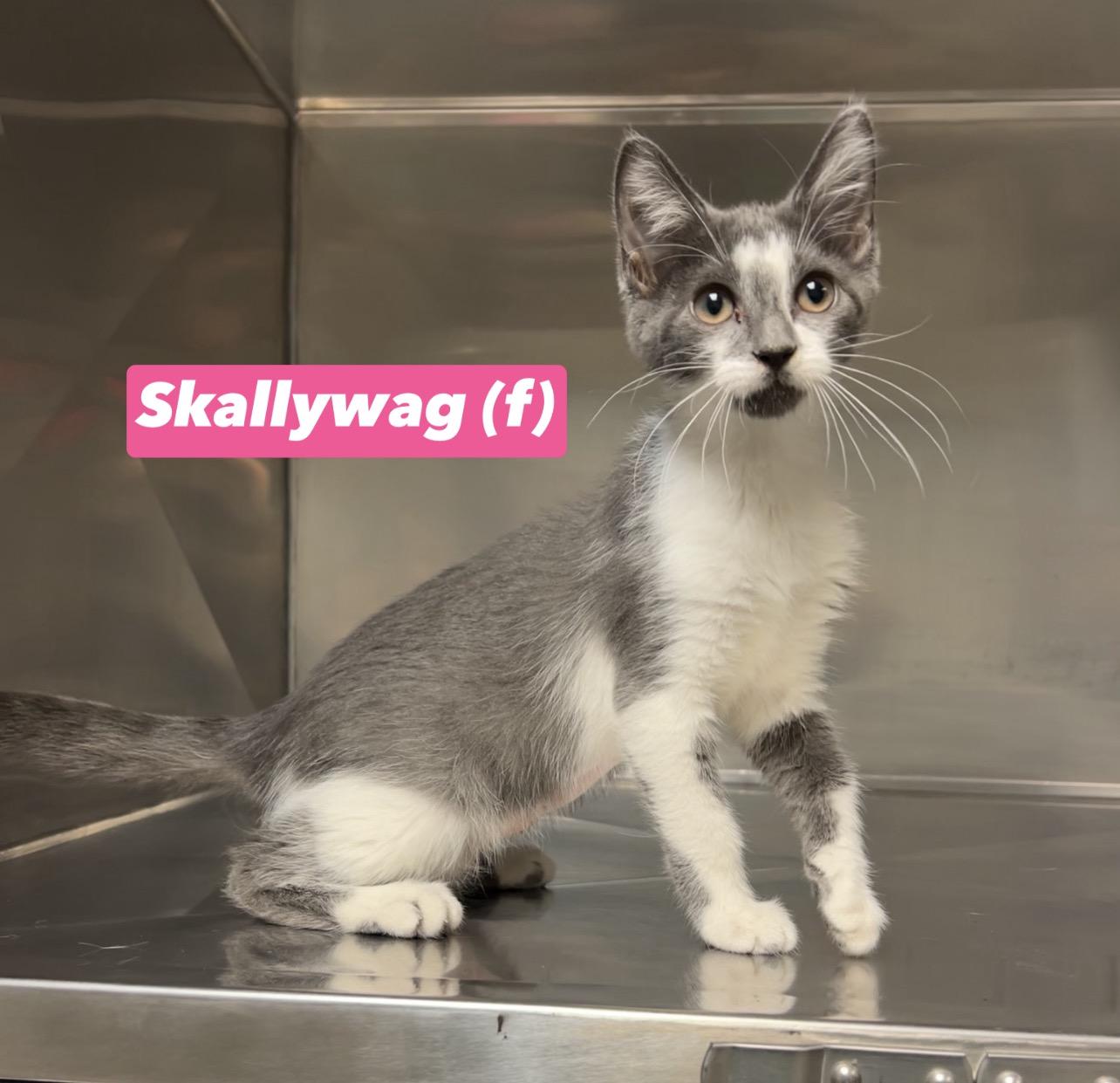 Skallywag, a Adoptable mixed breed in Montville, NJ image 3/3