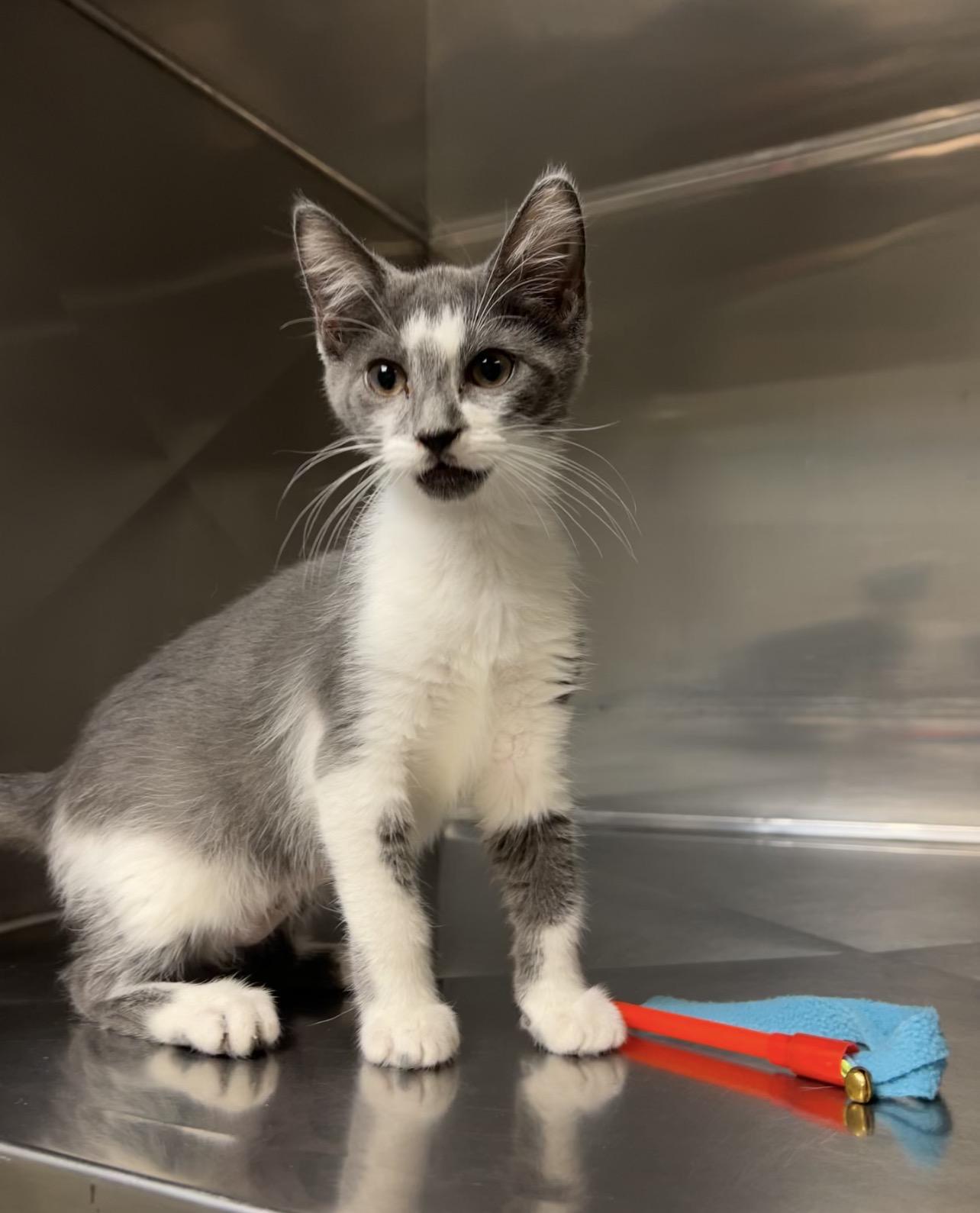 Skallywag, Adoptable, Kitten Female Domestic Short Hair & Russian Blue.