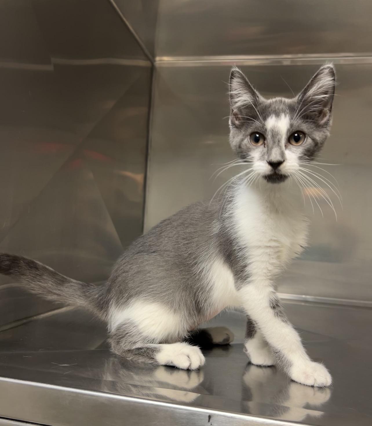 Skallywag, a Adoptable mixed breed in Montville, NJ image 2/3