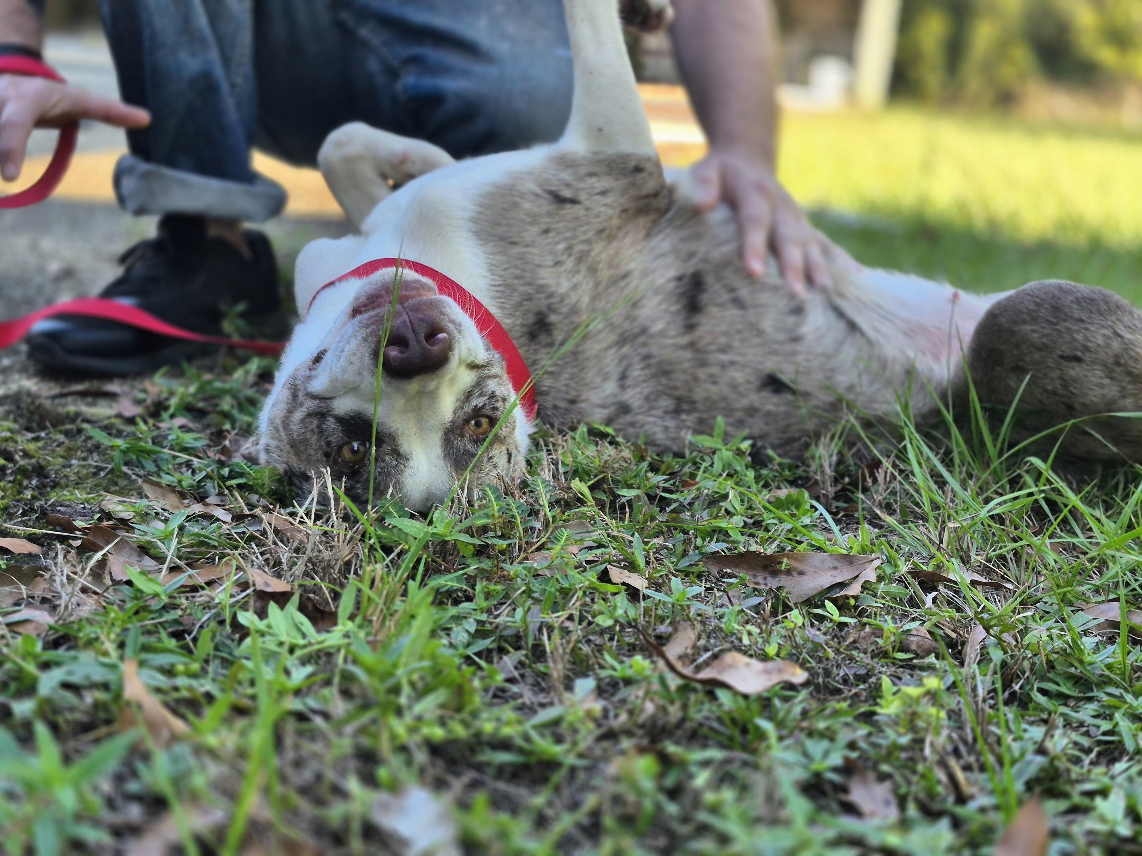 Enlarge Kayla, a ADOPTABLE mixed breed in metairie, LA image 3/5