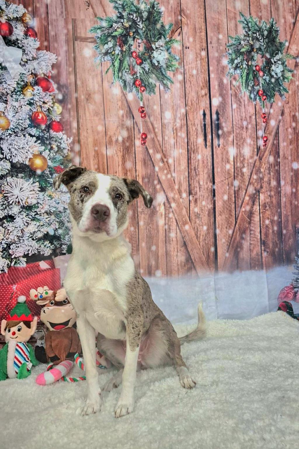 Enlarge Kayla, a ADOPTABLE mixed breed in metairie, LA image 2/5