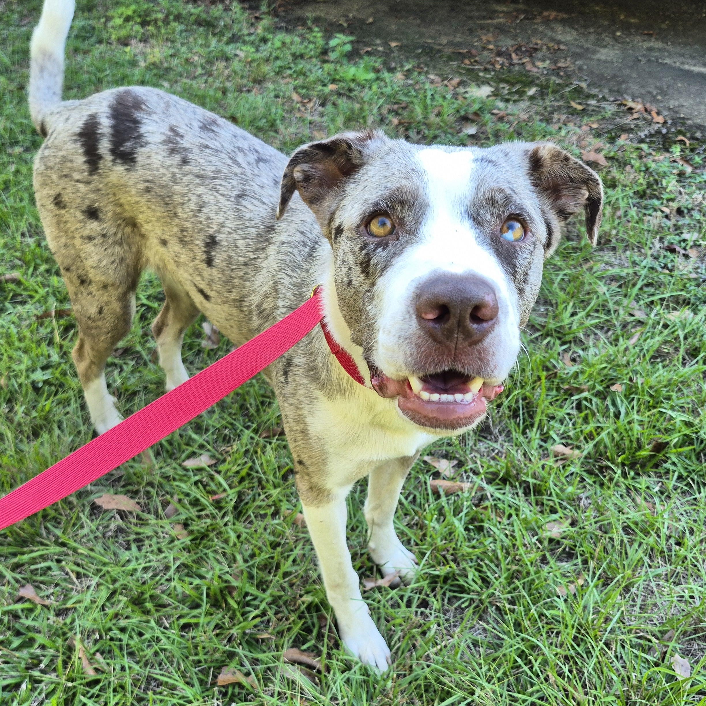 Kayla, ADOPTABLE, Adult Female Australian Shepherd.