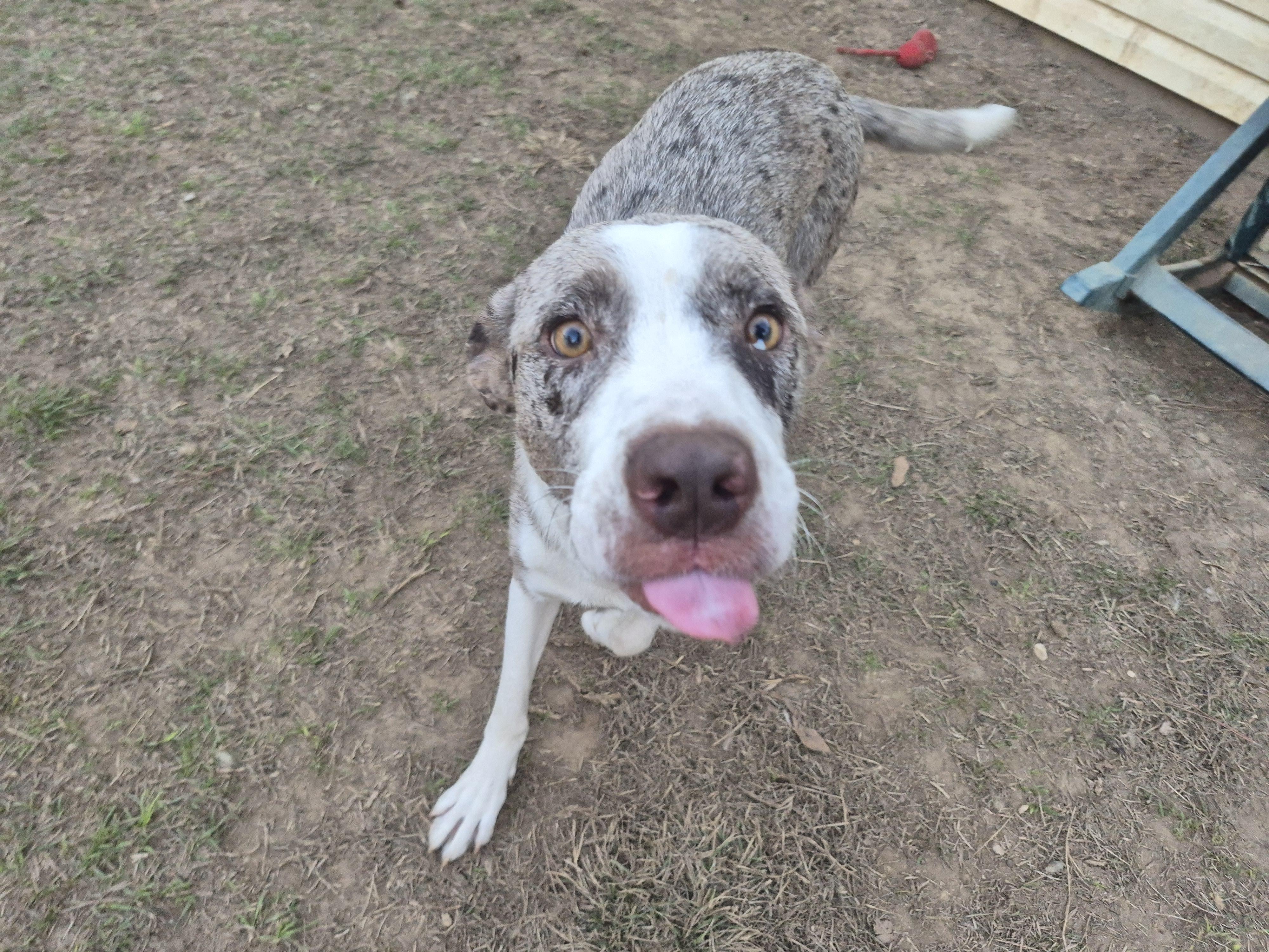 Enlarge Kayla, a ADOPTABLE mixed breed in metairie, LA image 4/5