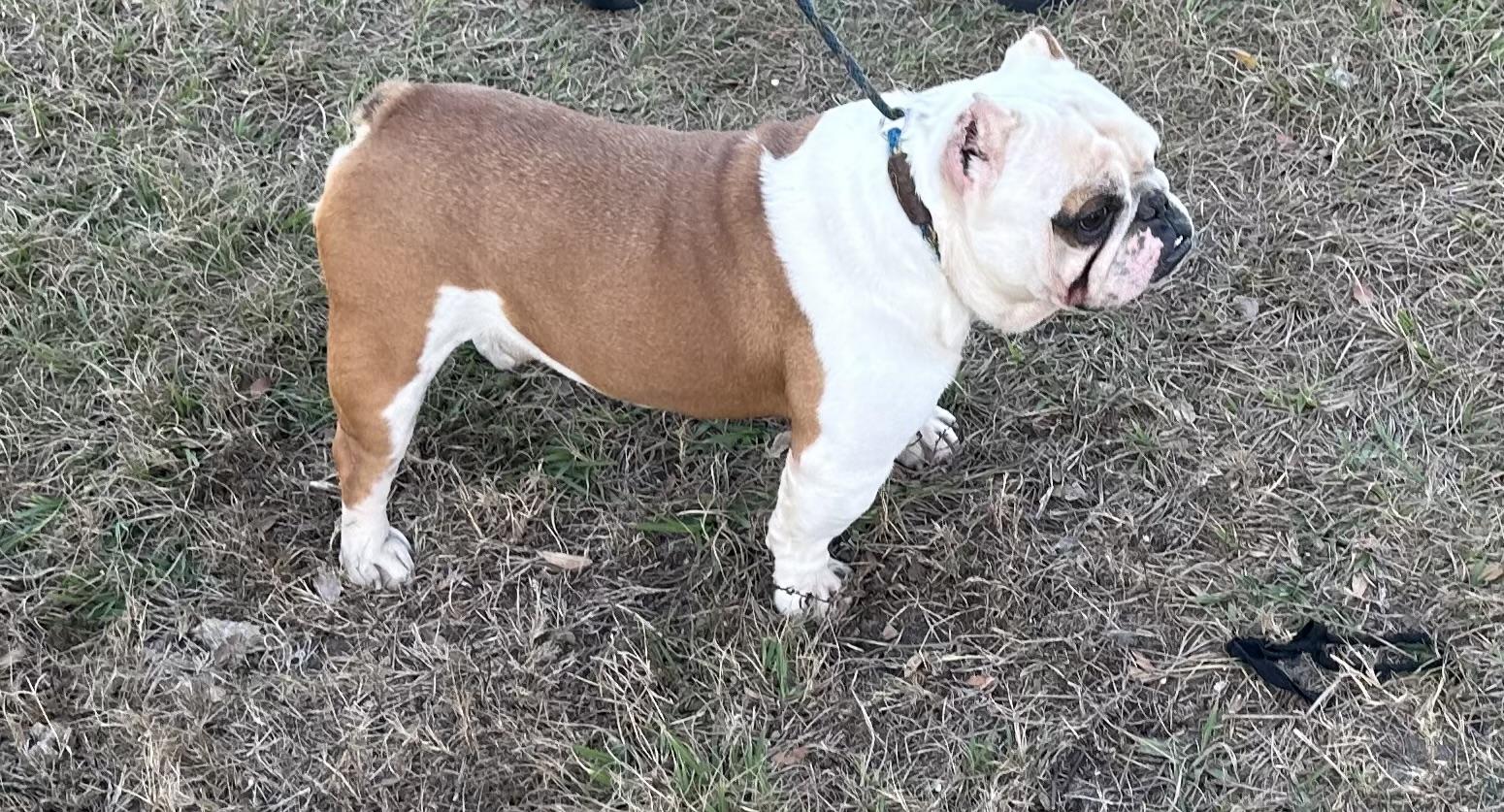 Enlarge Creed, an adopted mixed breed in Albion, NY image 2/3