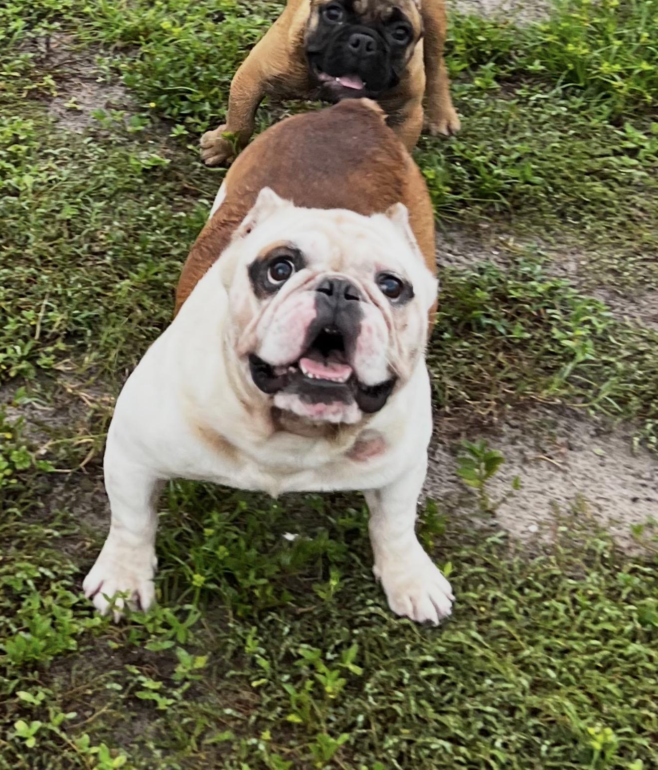 Enlarge Creed, an adopted mixed breed in Albion, NY image 1/3